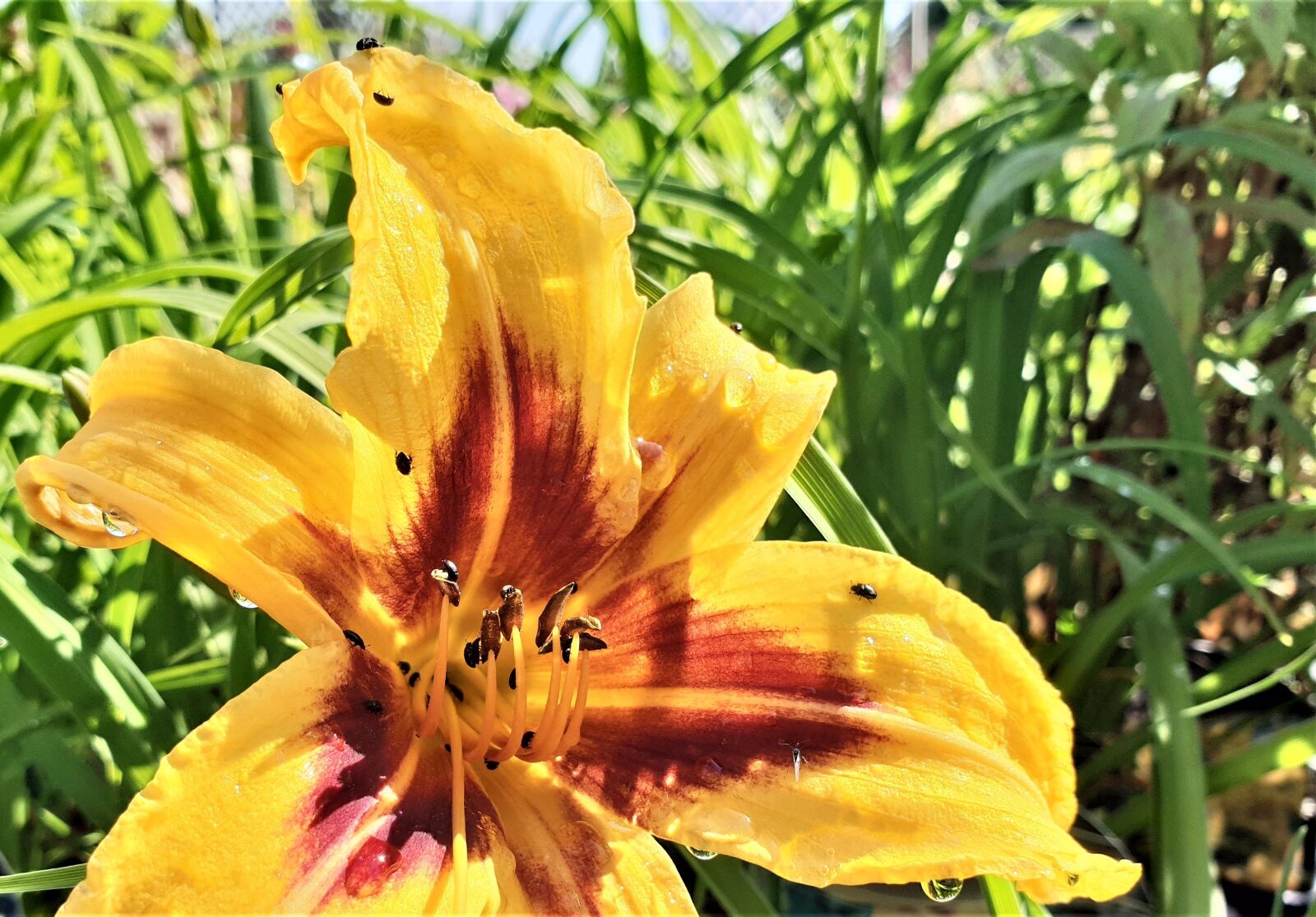Samsung Galaxy S9+ sample photo. Lily, flower, bloom photography