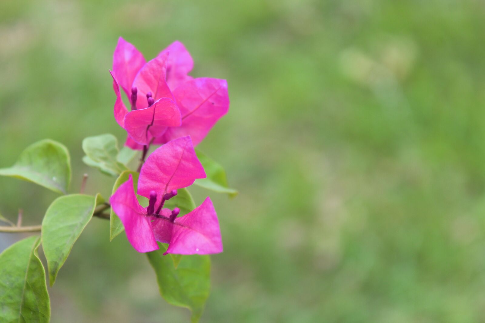 Canon EOS 1300D (EOS Rebel T6 / EOS Kiss X80) sample photo. Flowers, pink, nature photography