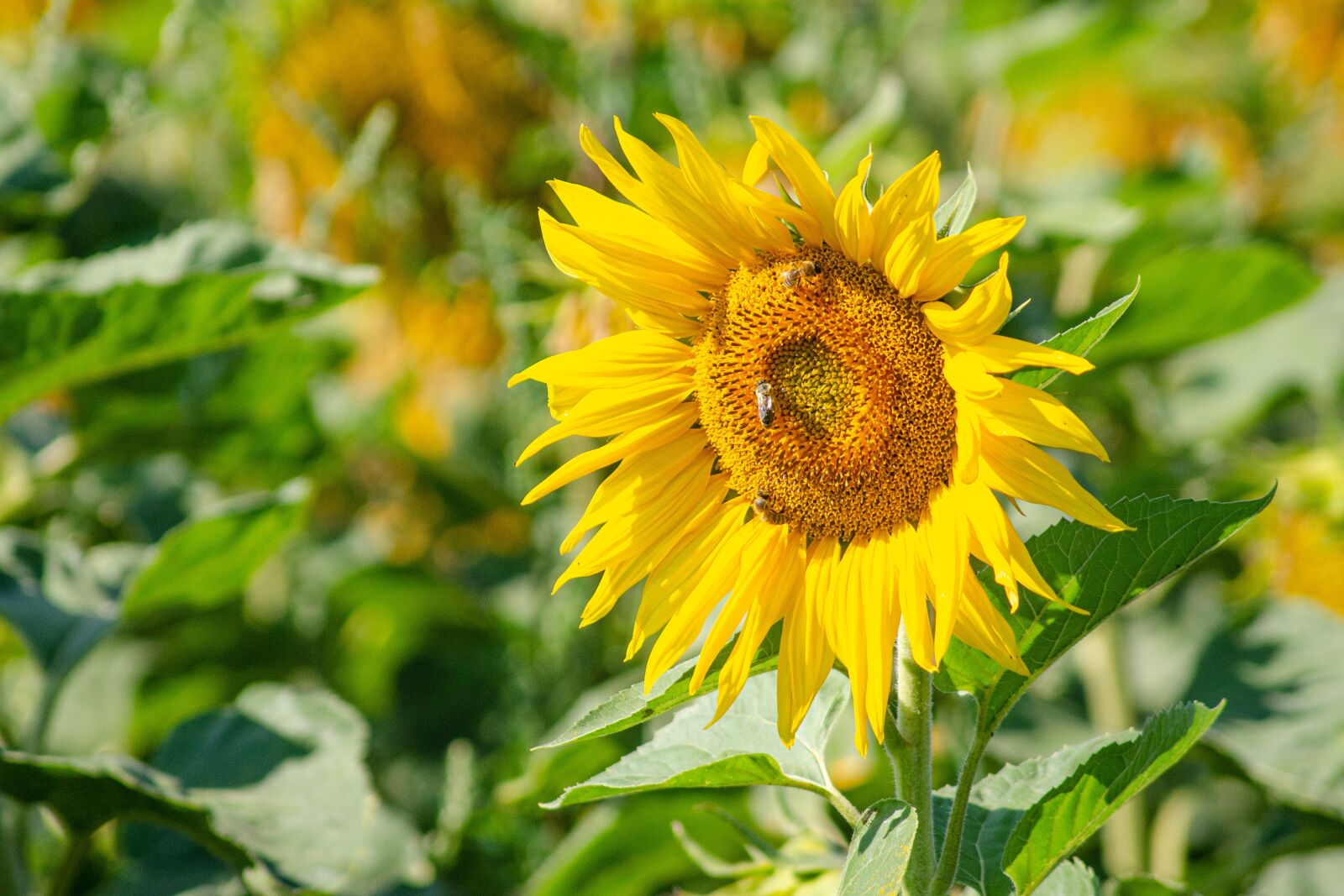 Tamron AF 55-200mm F4-5.6 Di II LD Macro sample photo. Sunflower, field, sun photography