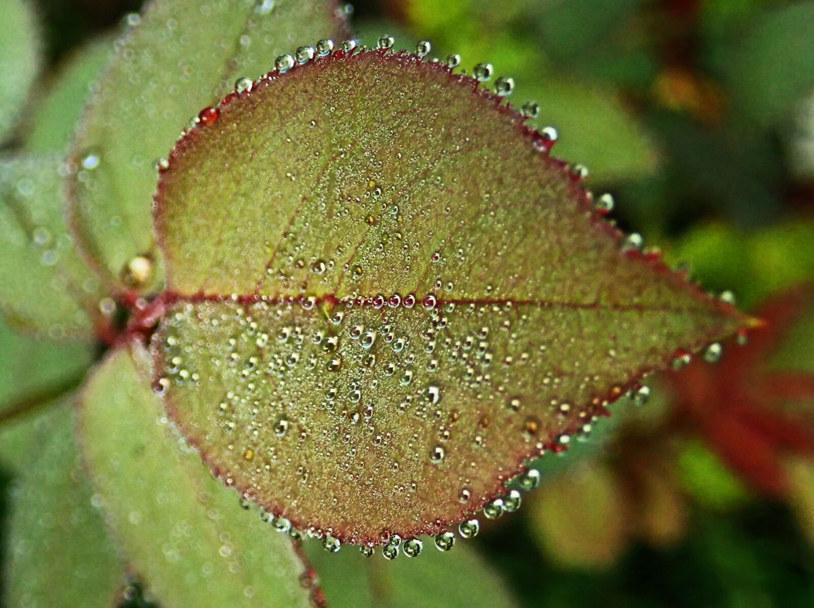 Olympus TG-5 sample photo. Leaf, foliage, rose photography