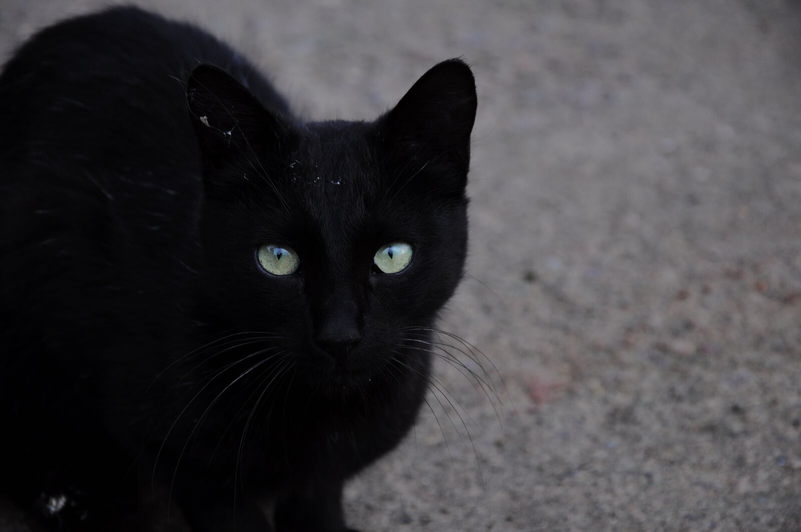 Nikon D90 sample photo. Cat, cat official, cat photography