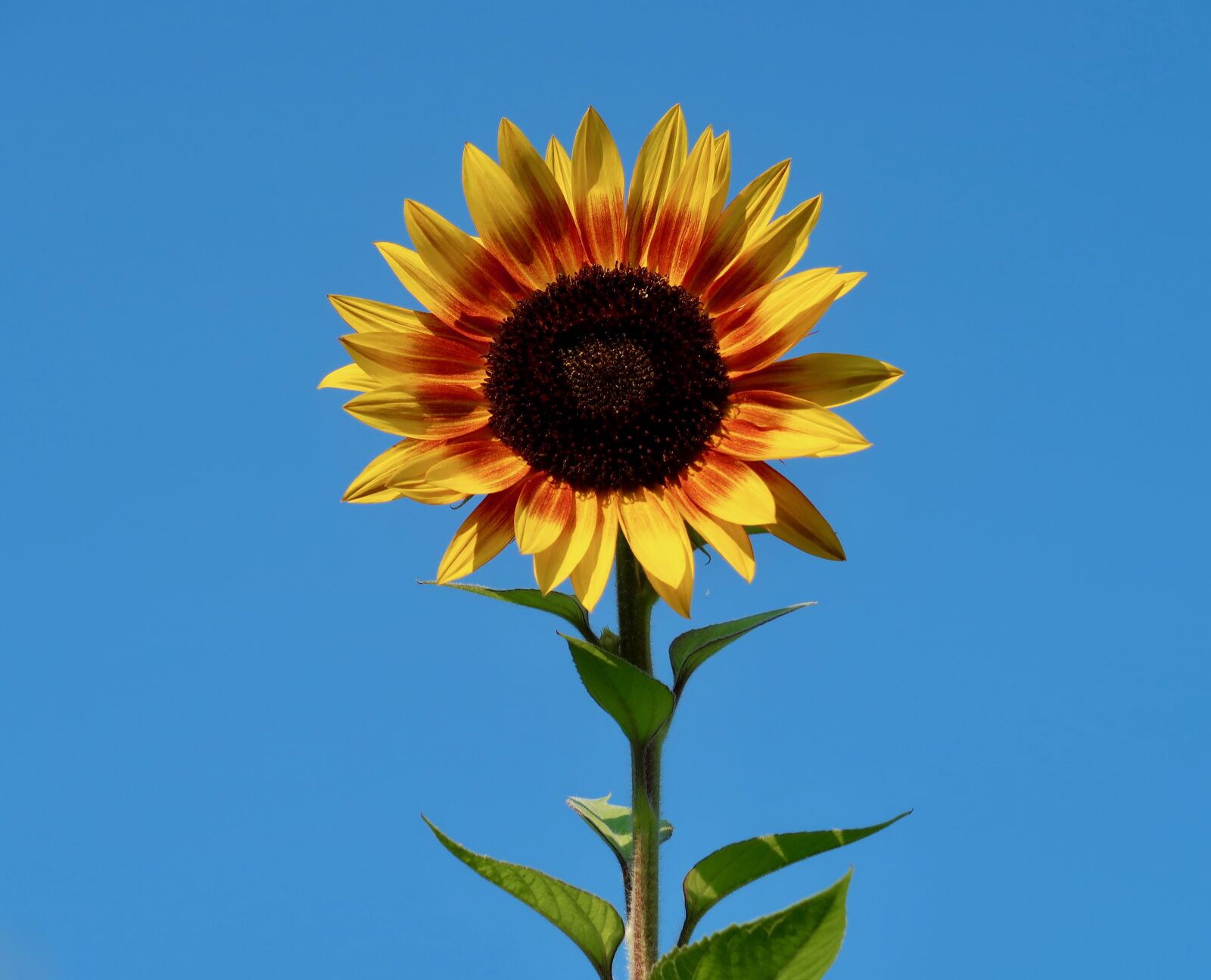 Canon PowerShot G7 X Mark II sample photo. Sunflower, blossom, bloom photography