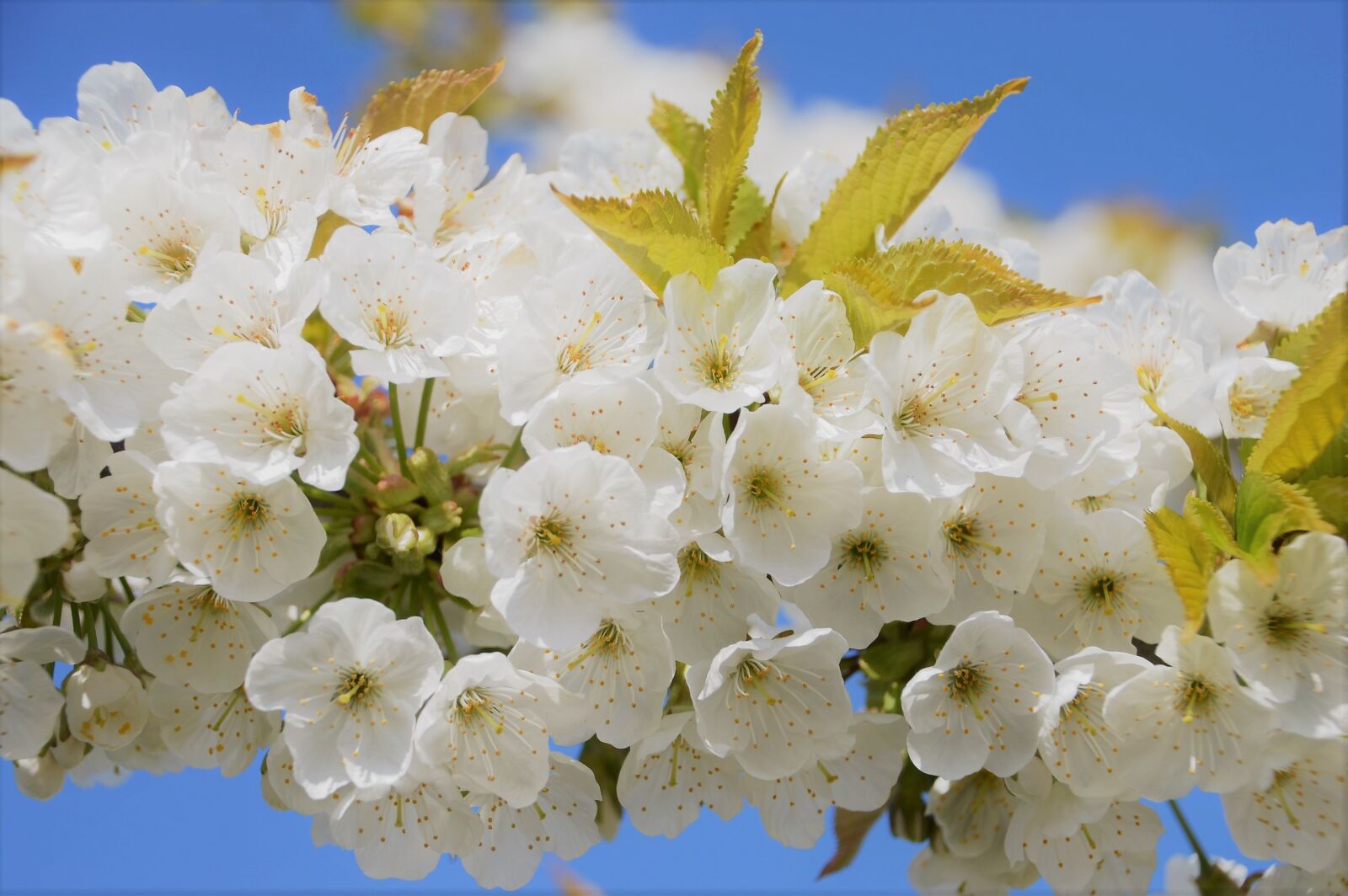 Nikon D3200 sample photo. Cherry, japan, flower photography