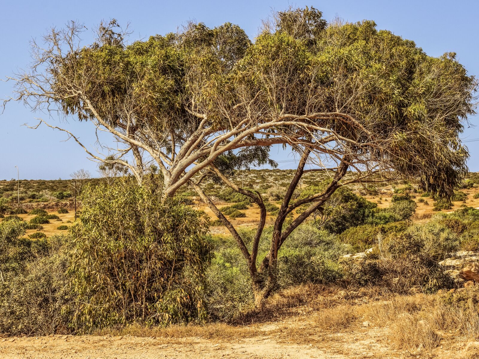 Nikon D3300 sample photo. Eucalyptus, tree, nature photography