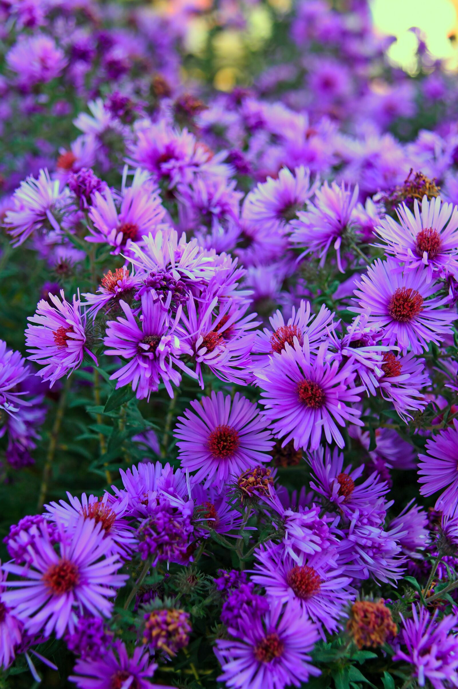 Nikon D3200 sample photo. Purple, purple flower, autumn photography