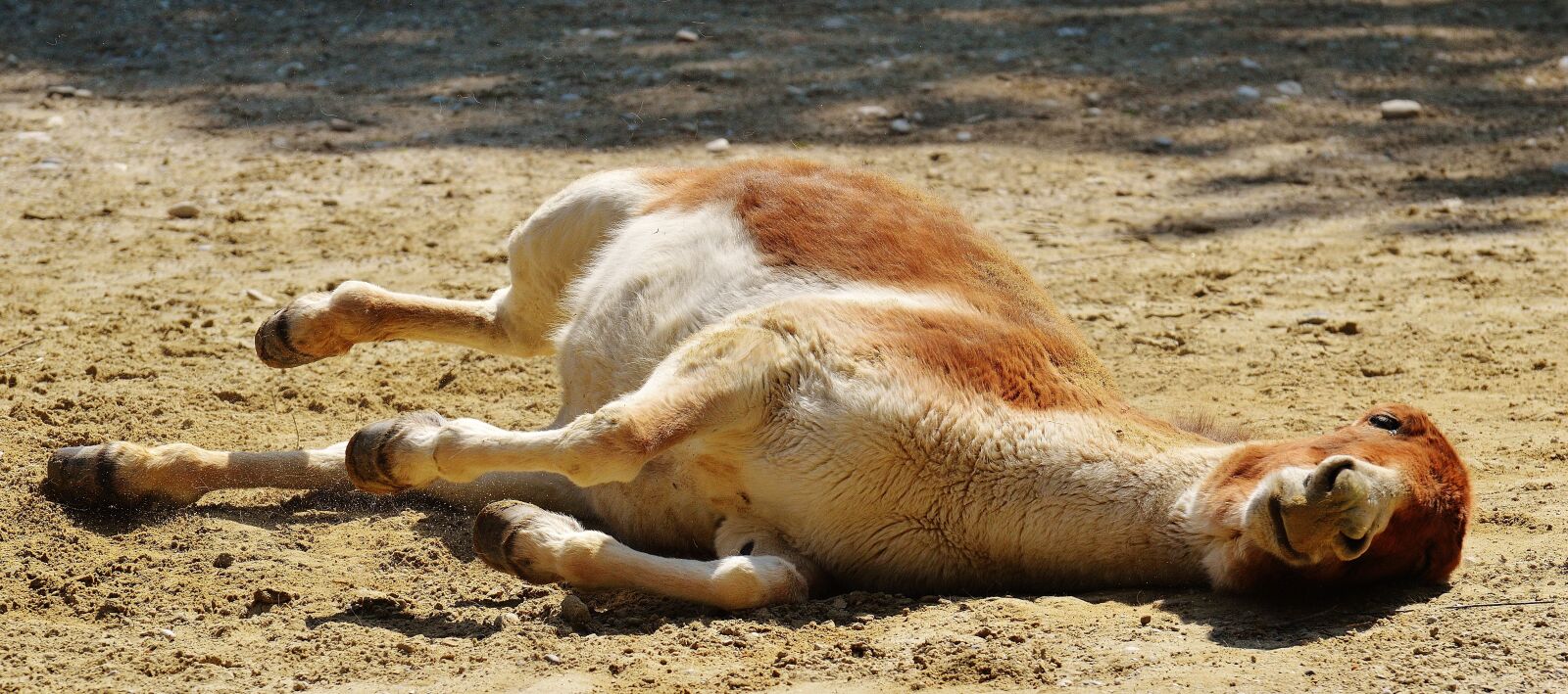Nikon D3200 sample photo. Donkey, animal, play photography