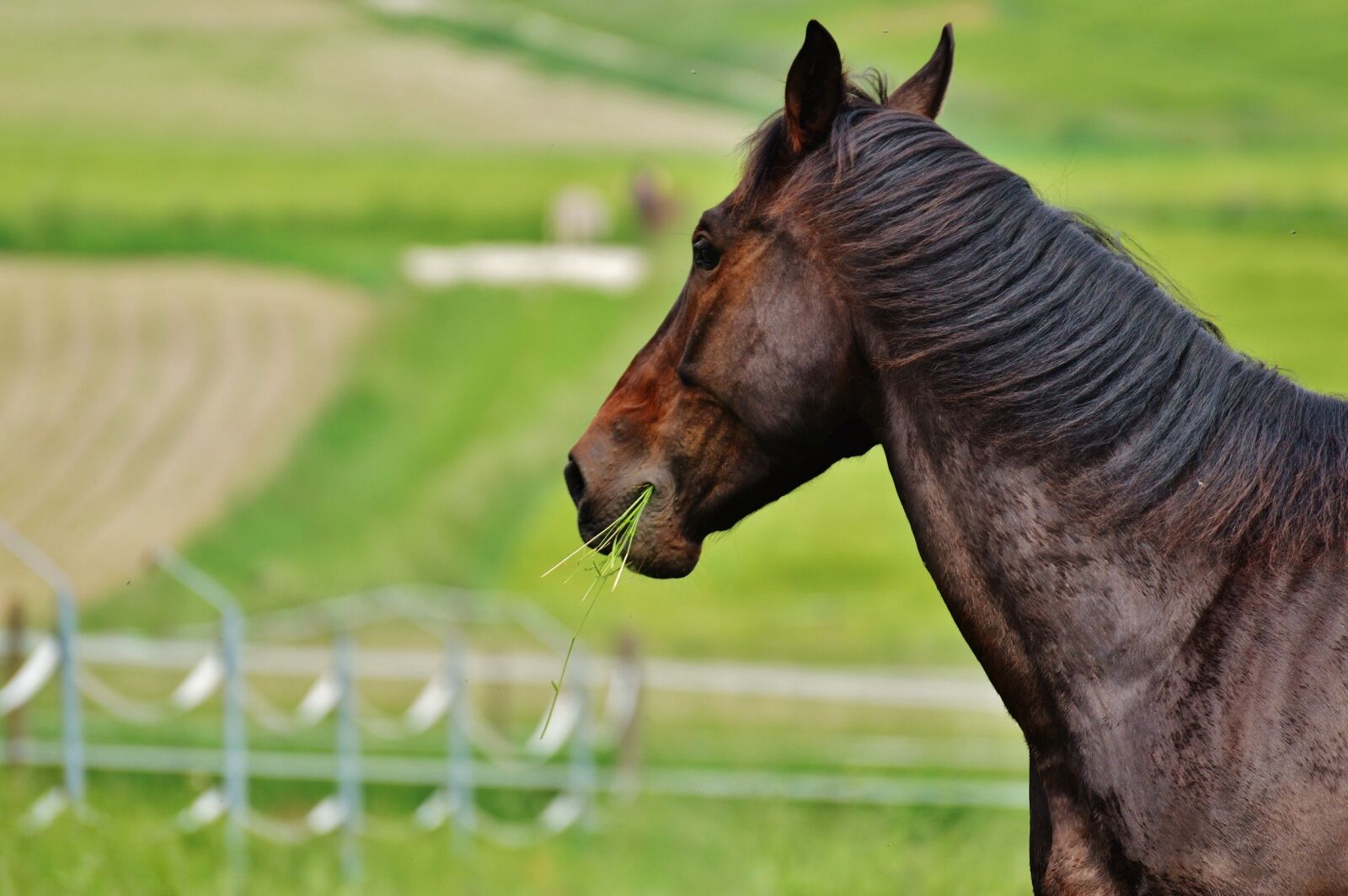 Nikon D3200 sample photo. Horse, coupling, stallion photography