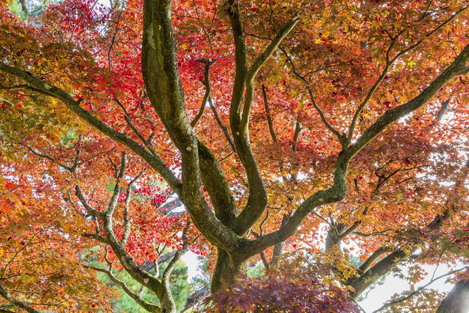 Canon EOS 6D + Canon EF 24-105mm F4L IS USM sample photo. Acer, autumn colour, national photography