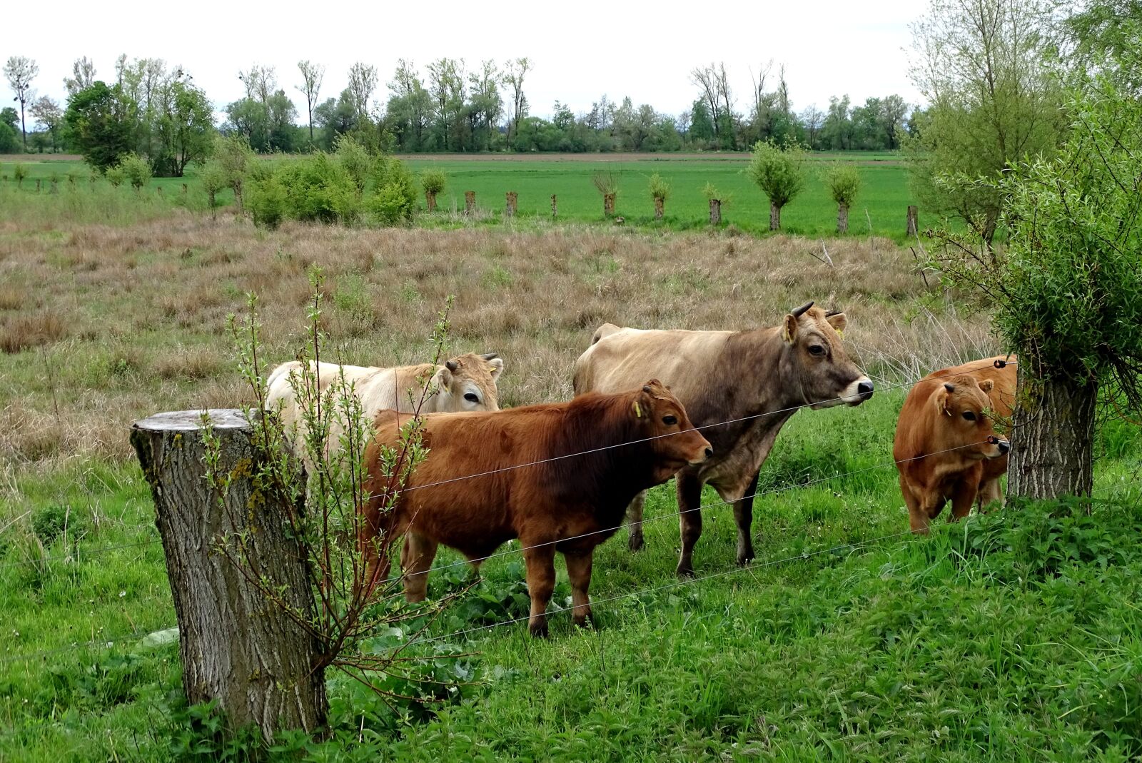 Sony Cyber-shot DSC-HX400V sample photo. Cattle, cow herd, grazing photography