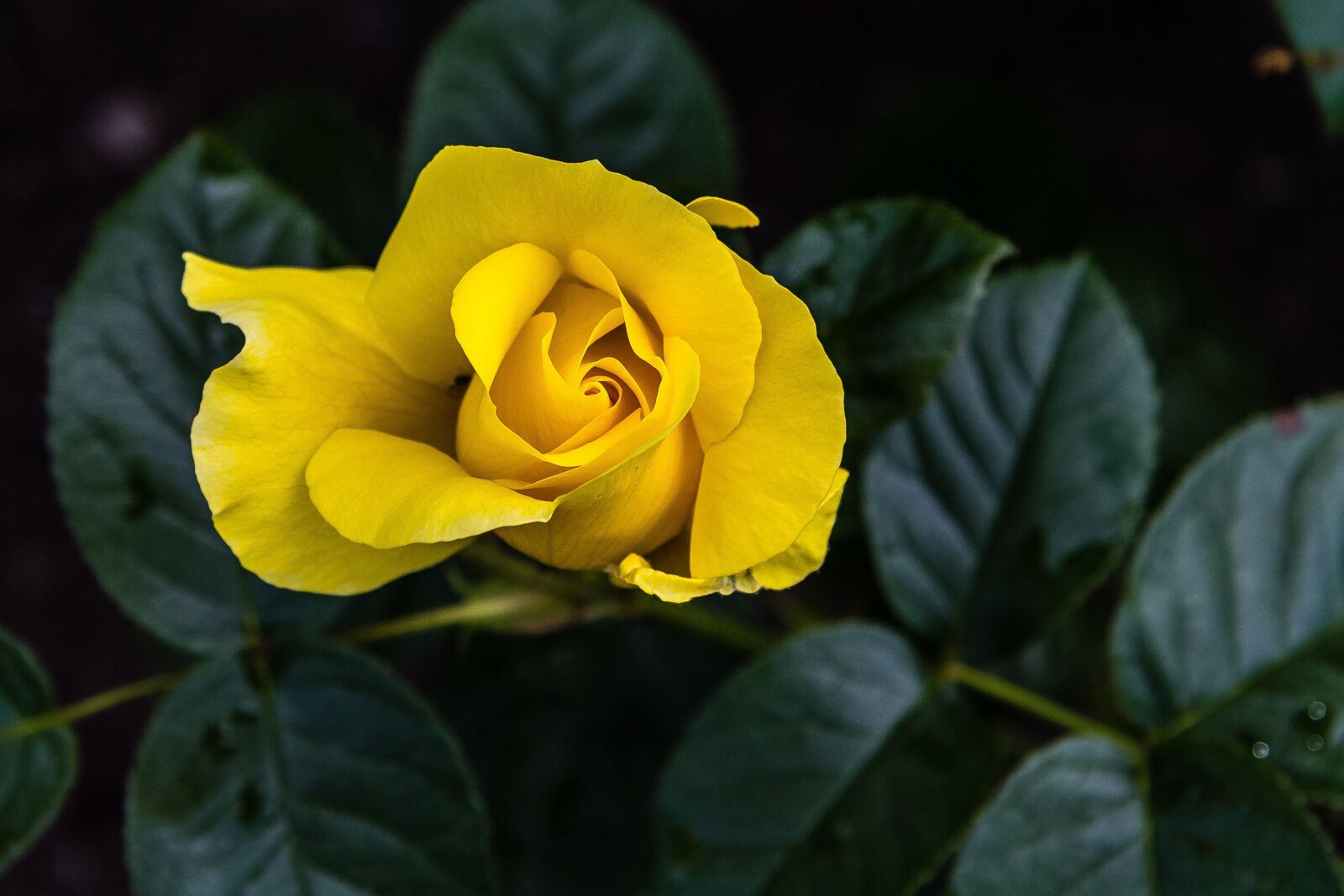 Canon EF-S 17-85mm F4-5.6 IS USM sample photo. Rose, yellow, flower photography