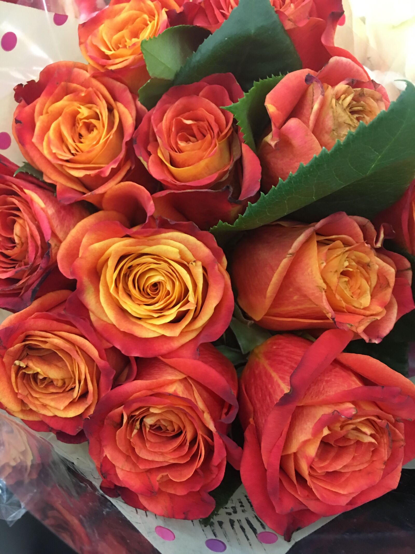 Apple iPhone 6s Plus sample photo. Roses, rose, flower photography