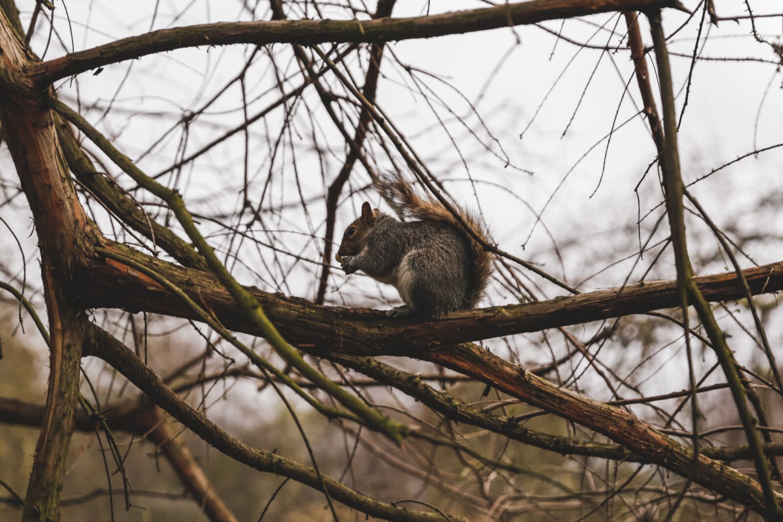 Canon EF 24-70mm F2.8L II USM sample photo. Park, nature, landscape photography