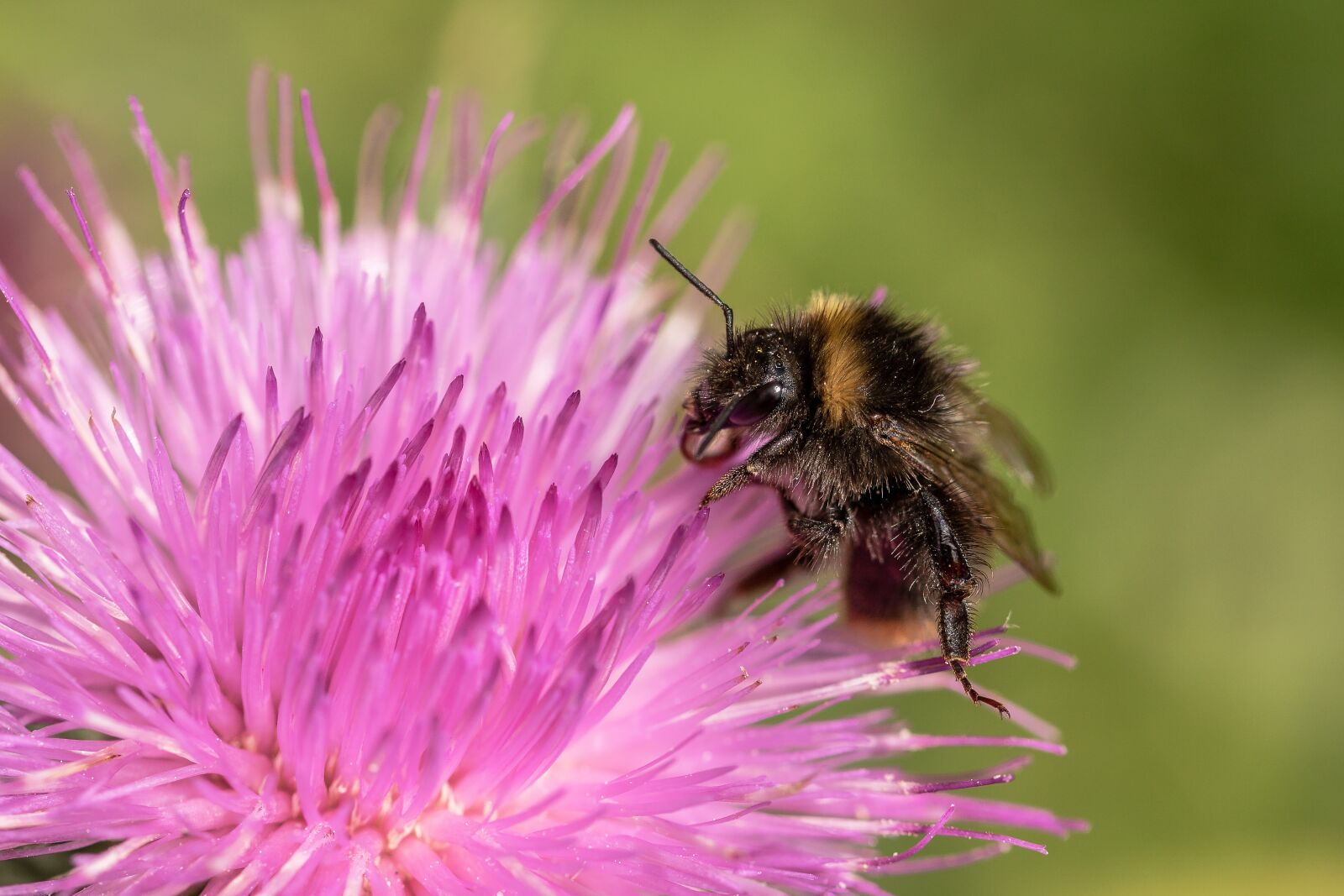 Canon EOS 750D (EOS Rebel T6i / EOS Kiss X8i) sample photo. Hummel, garden bumblebee, bombus photography