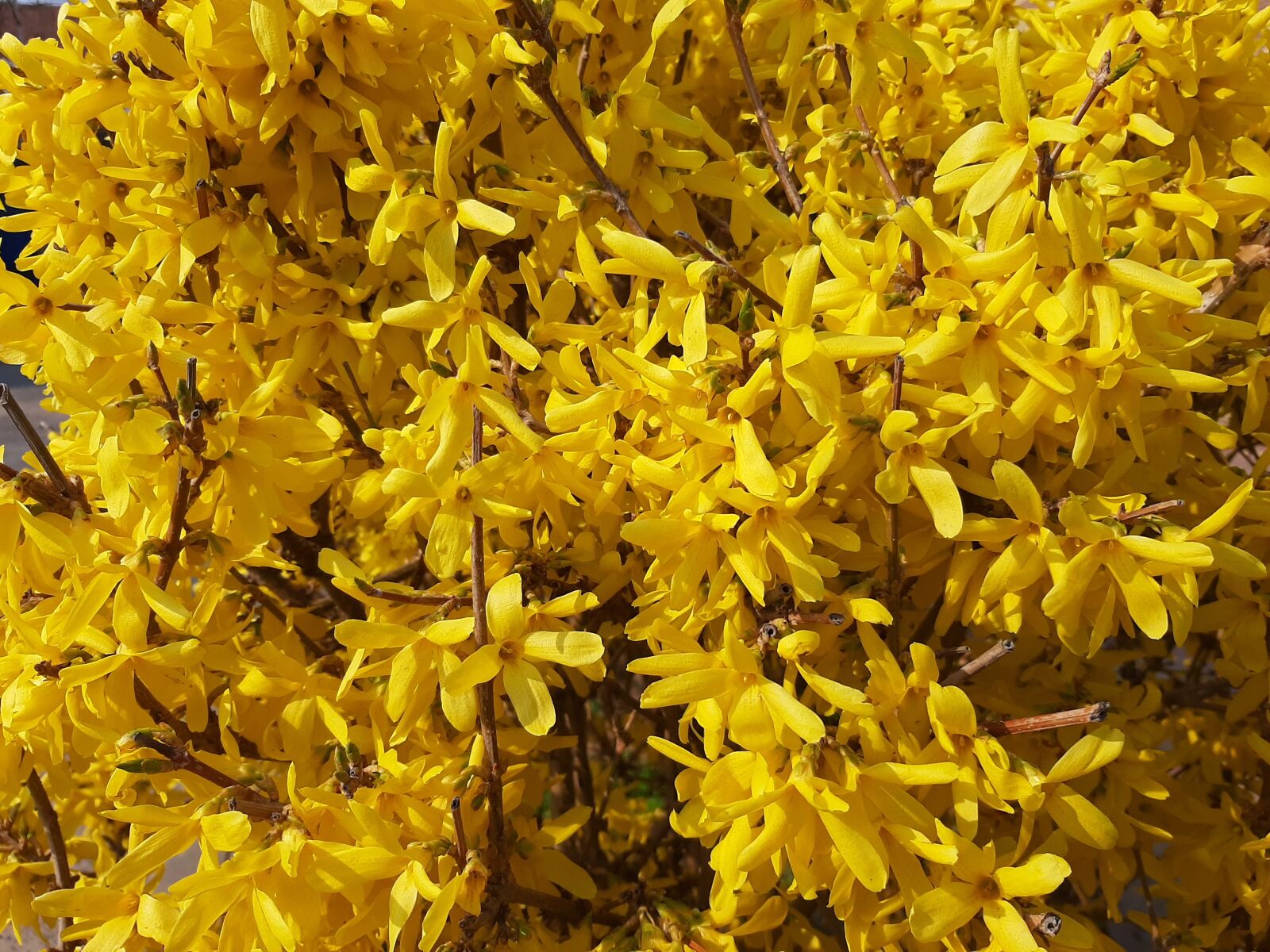 Samsung Galaxy A50 sample photo. Forsythia, bush, yellow photography