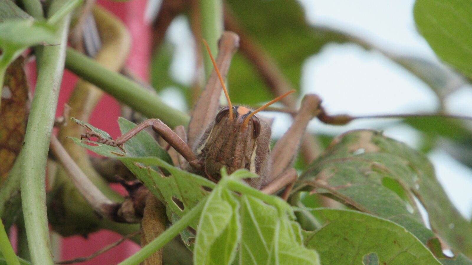 Canon PowerShot SX520 HS sample photo. Cricket, nature, grasshopper photography