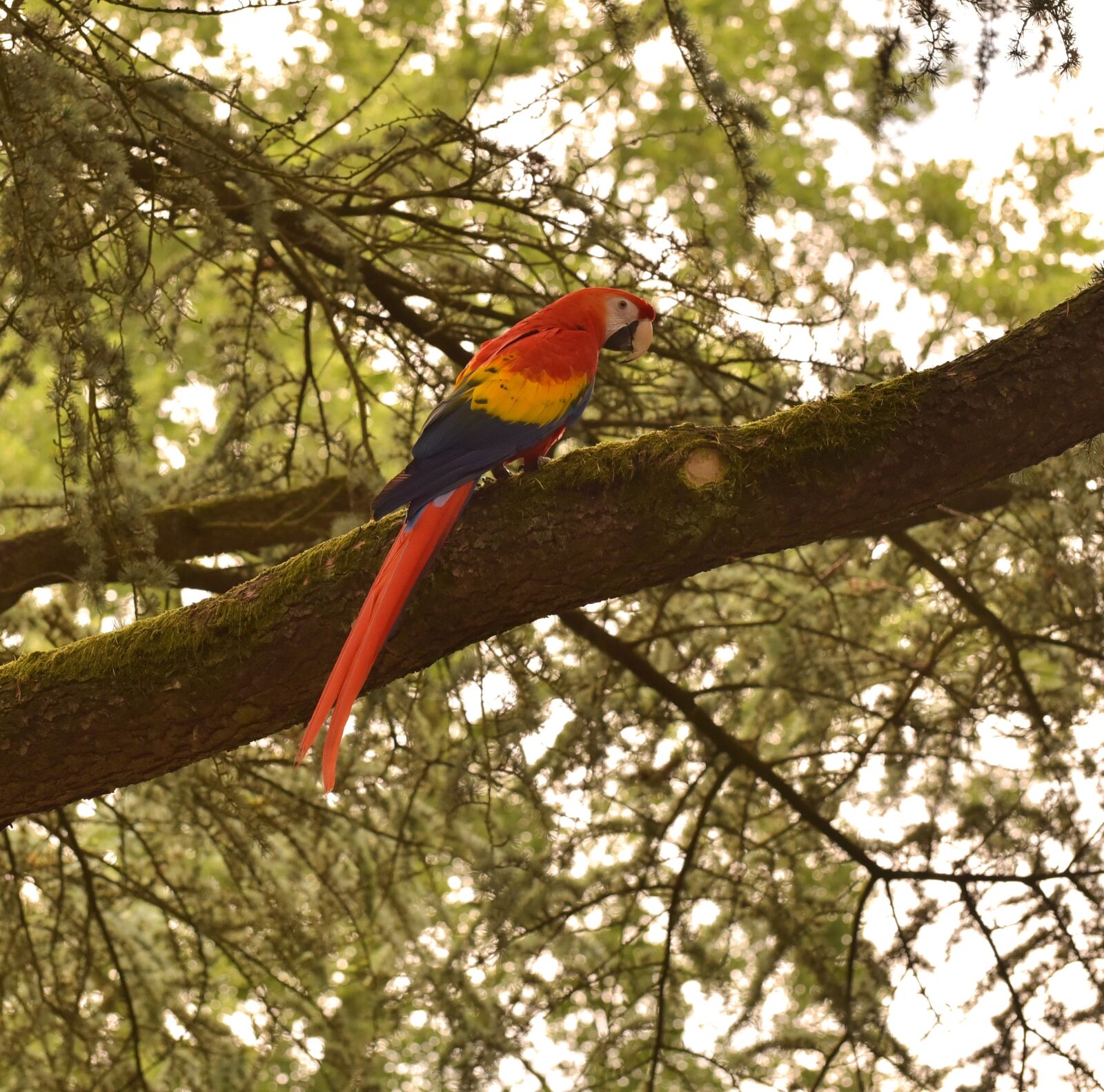 Nikon D750 sample photo. Bird, ara, parrot photography