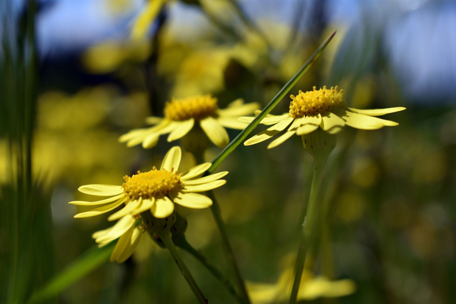 Nikon D3400 sample photo. Field, meadow, flower photography