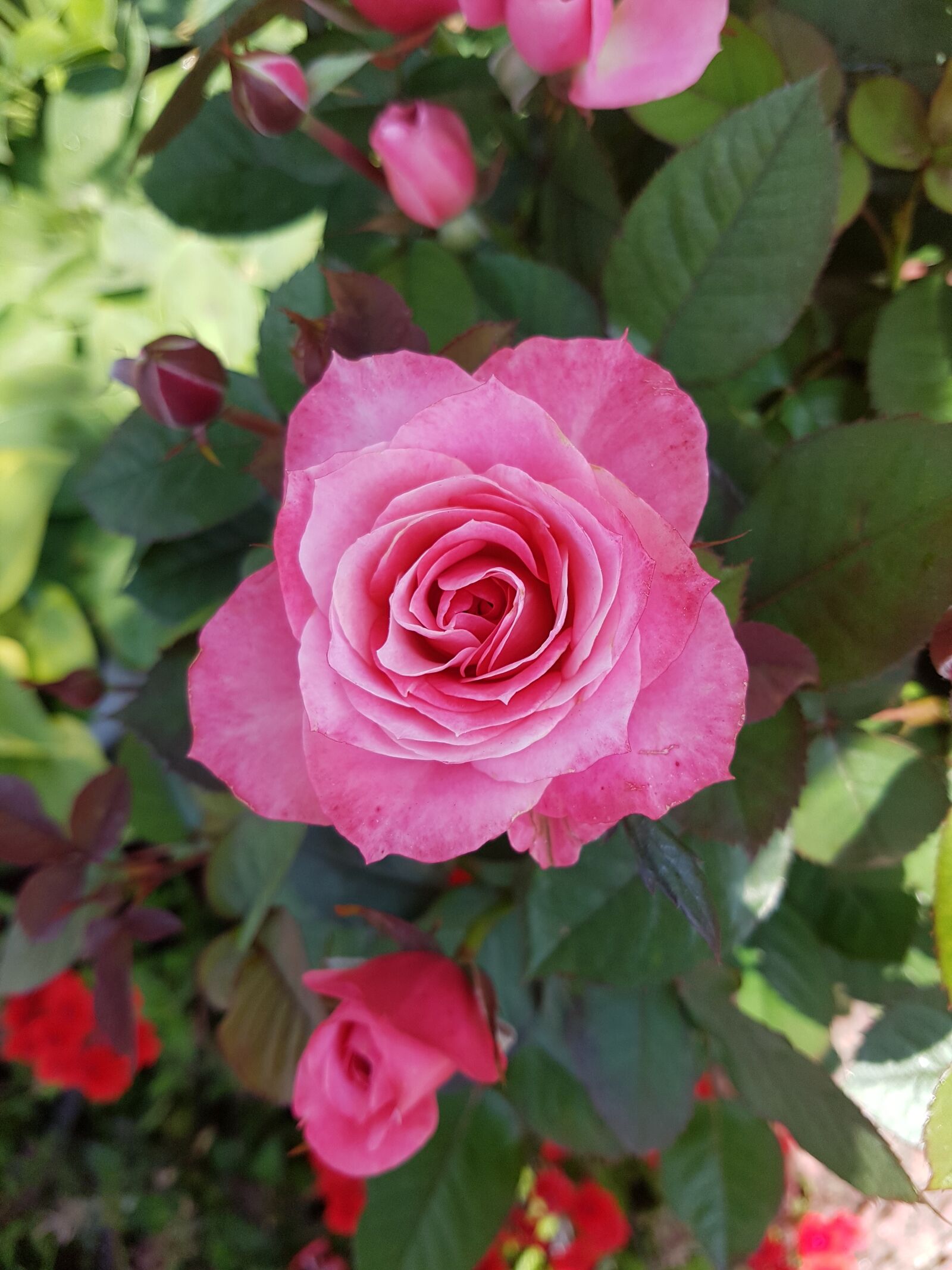 Samsung Galaxy S7 sample photo. Rose, flower, one photography