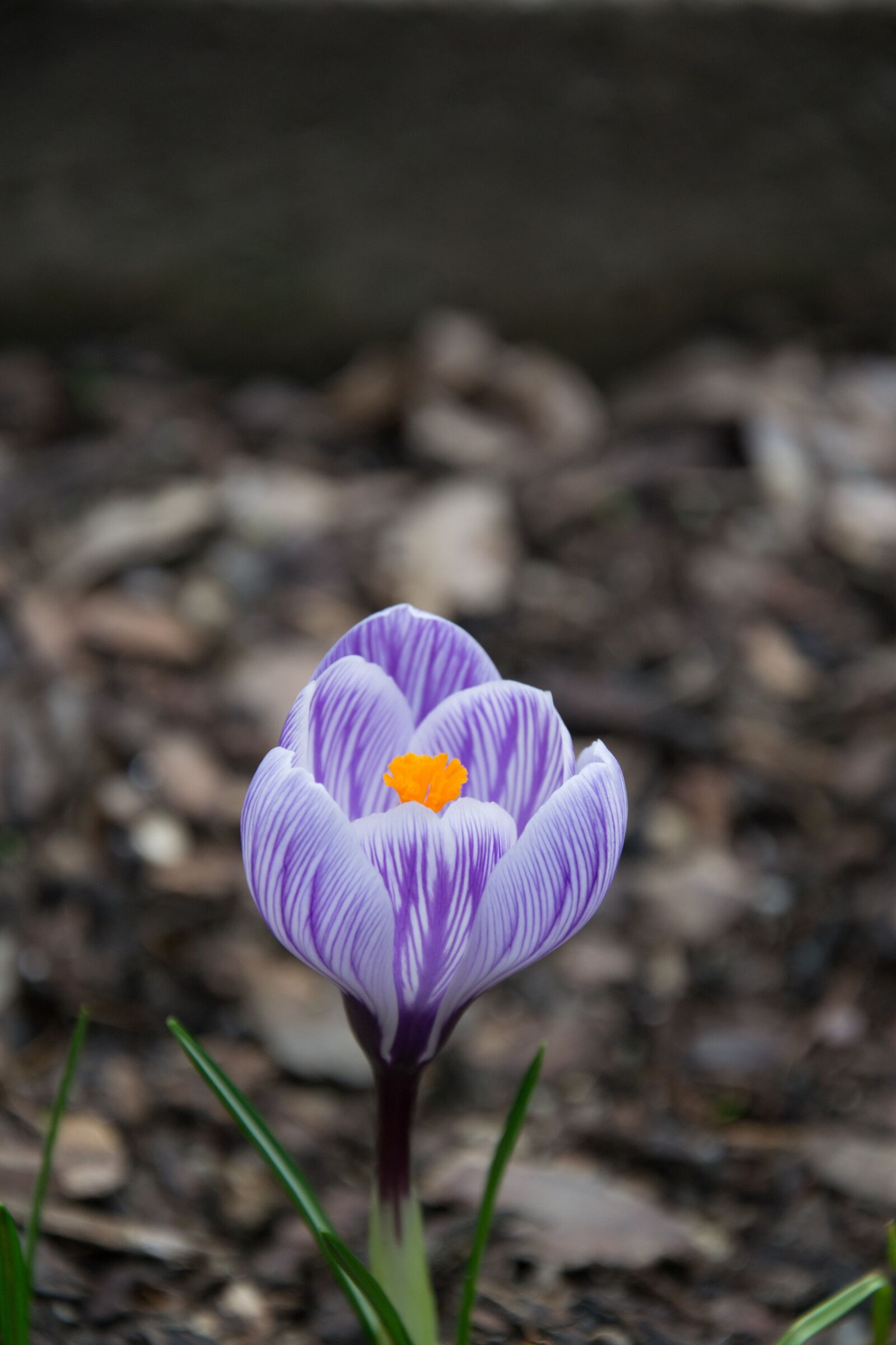 Nikon D3100 sample photo. Flower, white, purple photography