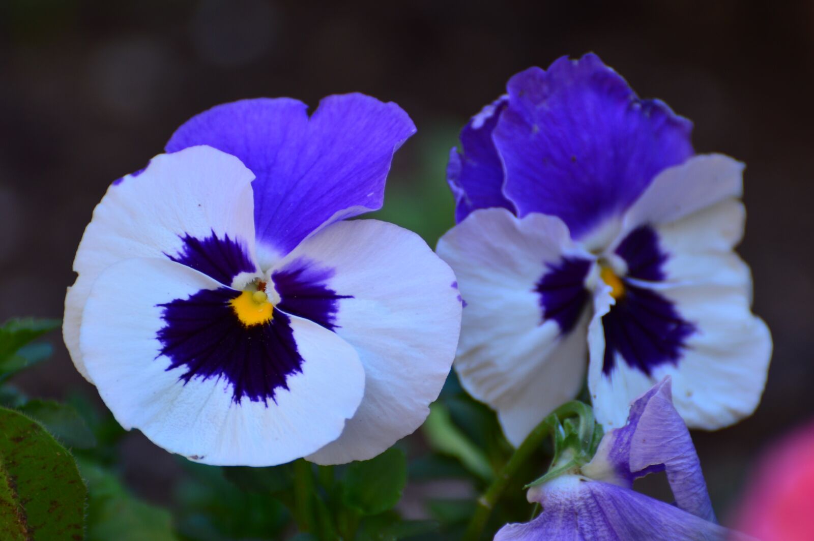 Nikon D3200 sample photo. Pansies, purple flower, yellow photography
