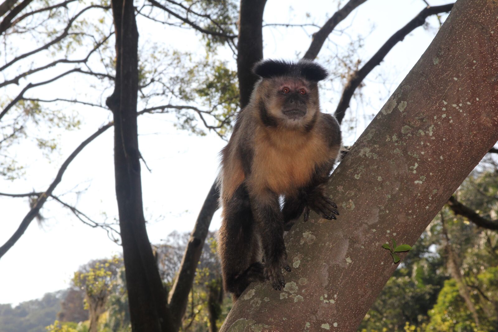 Canon EOS 550D (EOS Rebel T2i / EOS Kiss X4) sample photo. Monkey, tree, nature photography