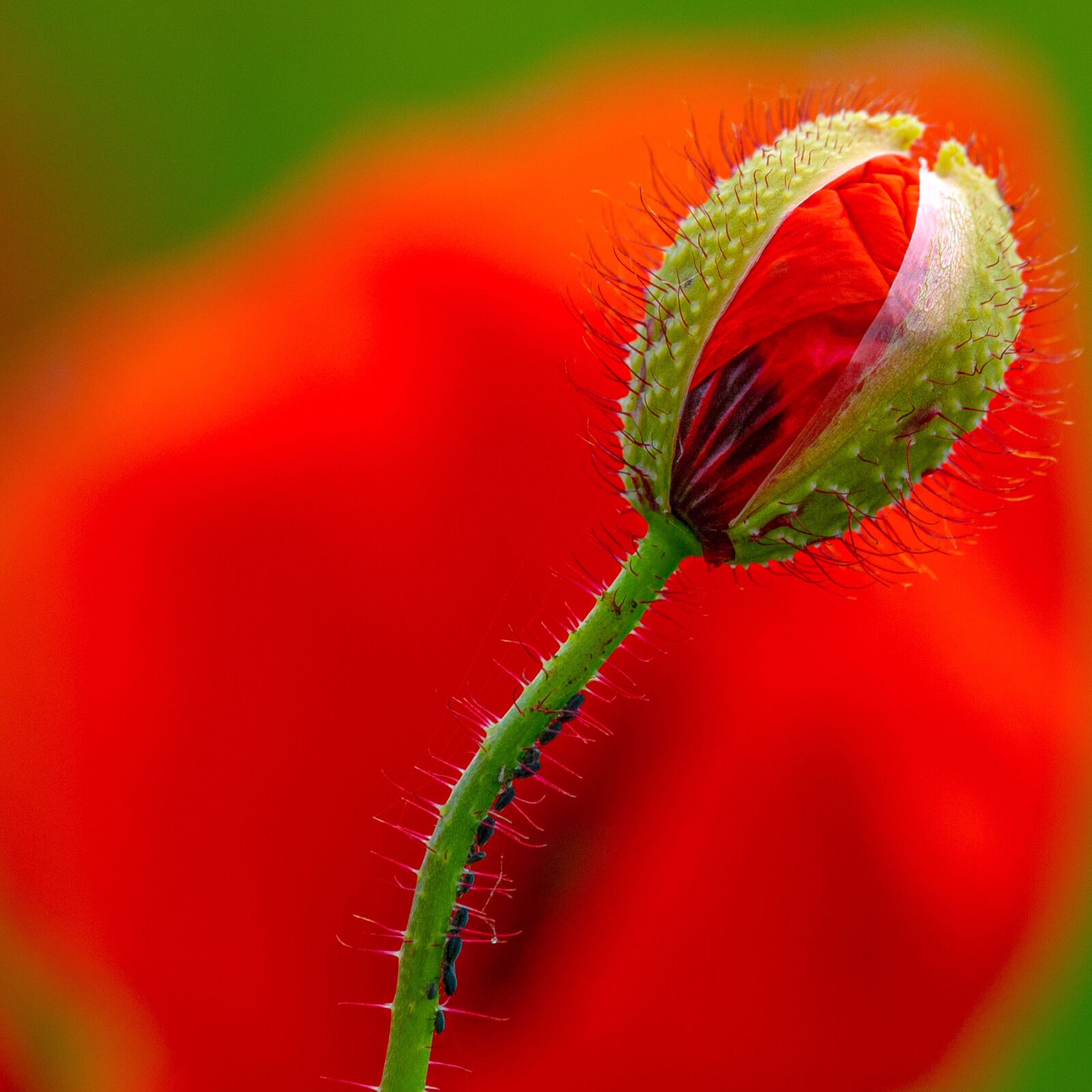 Sony Cyber-shot DSC-RX10 III sample photo. Poppy, macro, nature photography