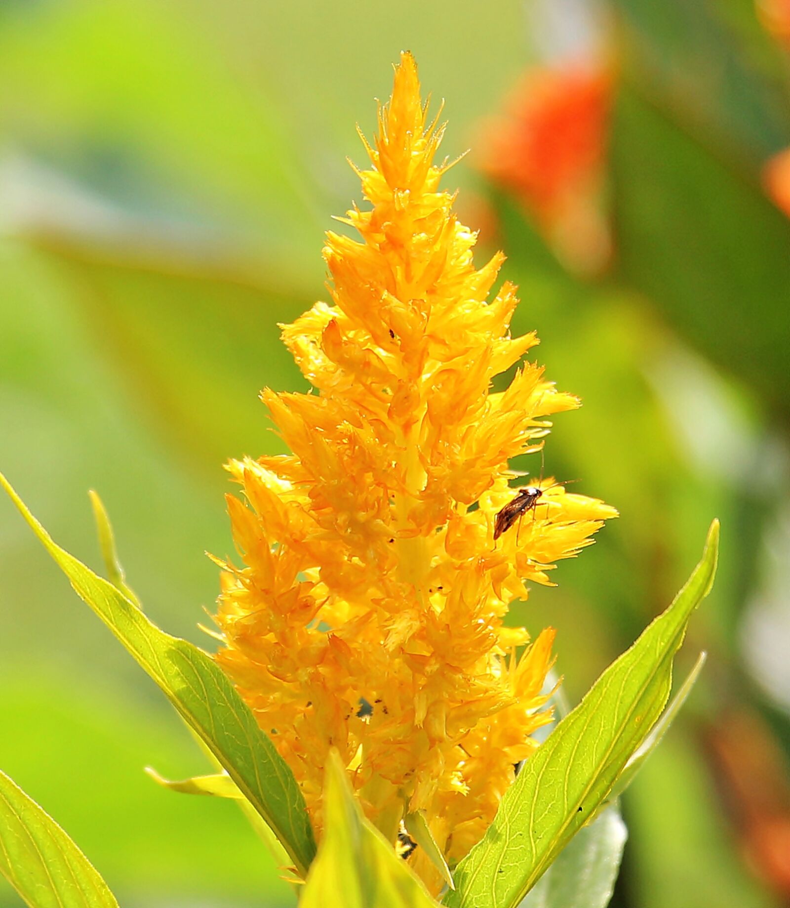 Canon EOS 550D (EOS Rebel T2i / EOS Kiss X4) sample photo. Celosia argentea, cockscomb, flower photography