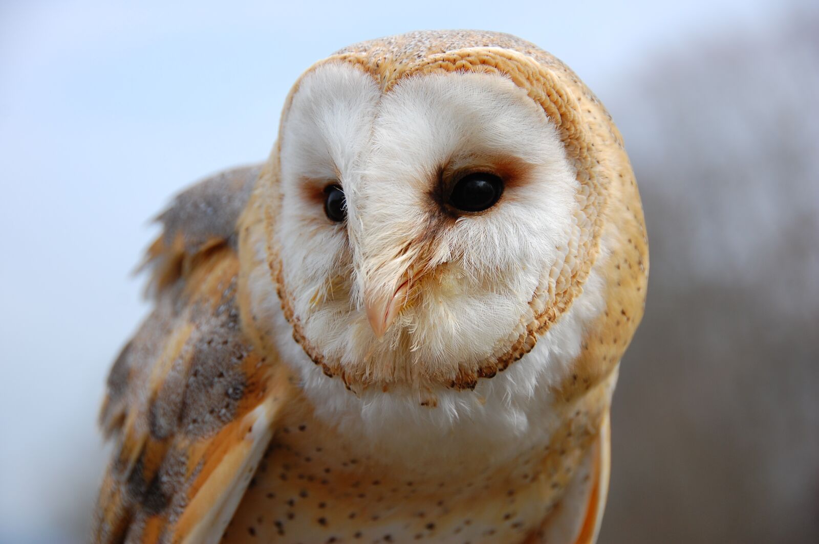 Nikon D40 sample photo. Owl, bird, barn owl photography