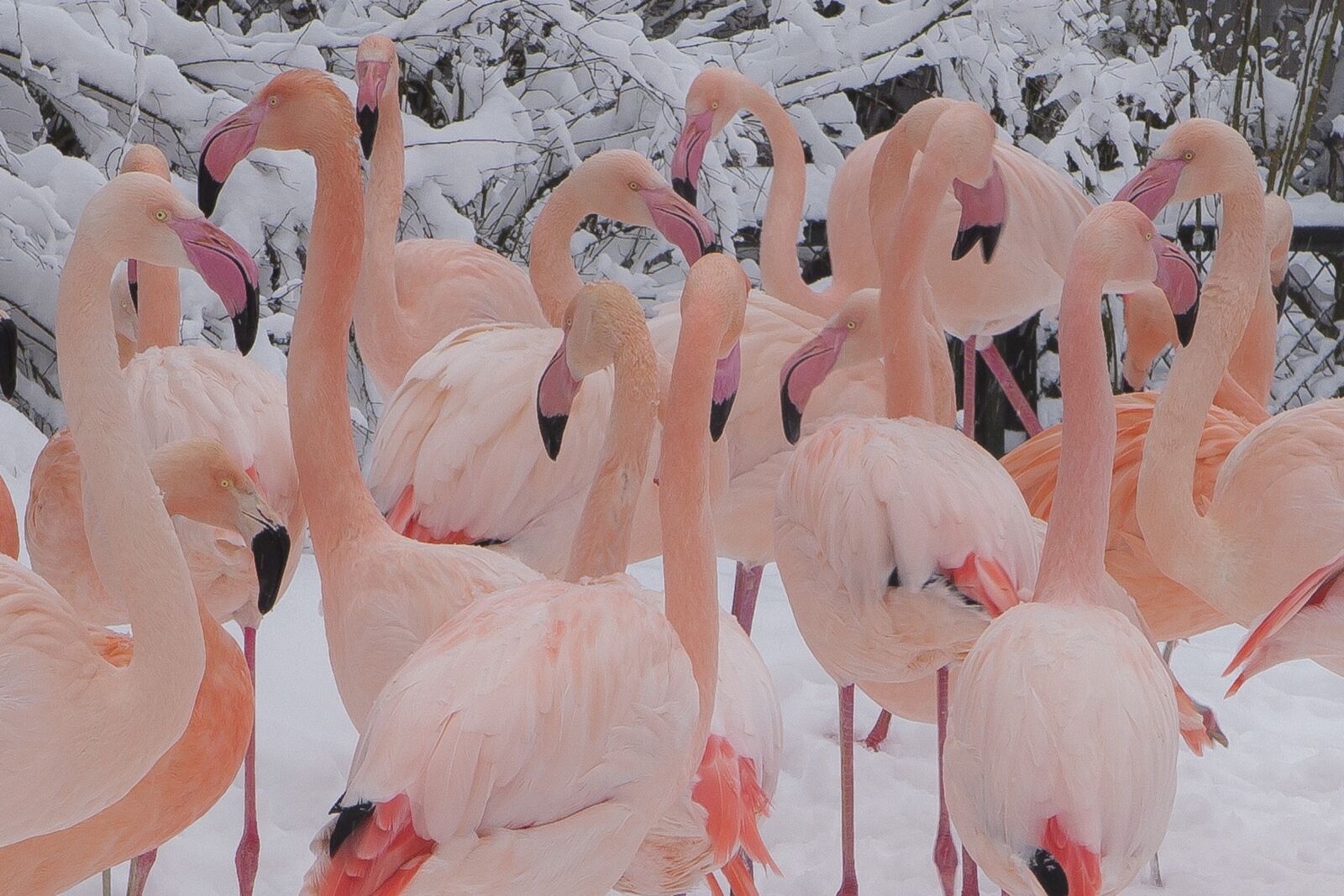 Canon EOS 5D Mark II sample photo. Winter, birds, pink photography