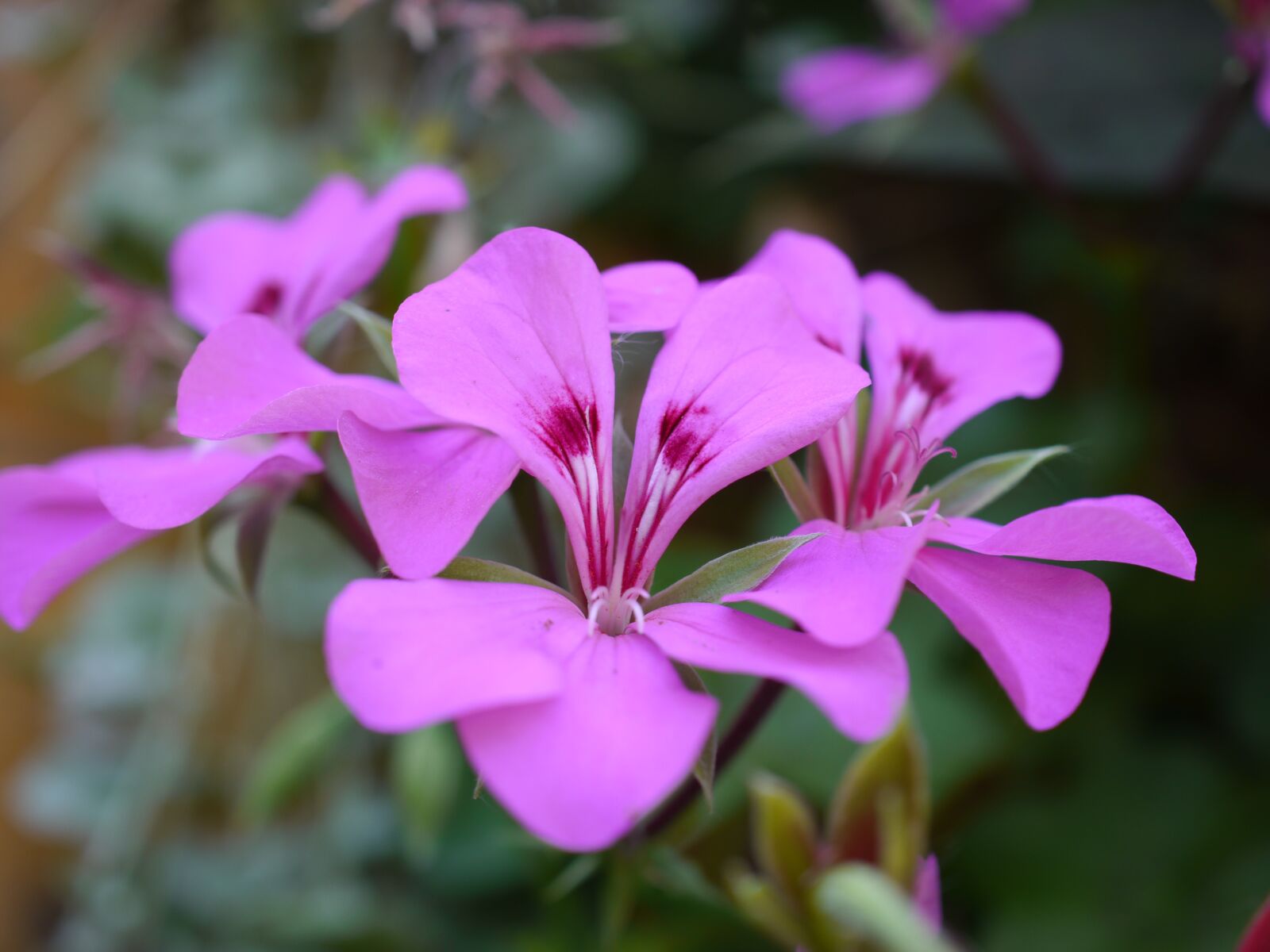 Panasonic Lumix DMC-GH2 sample photo. Flower, macro, nature photography