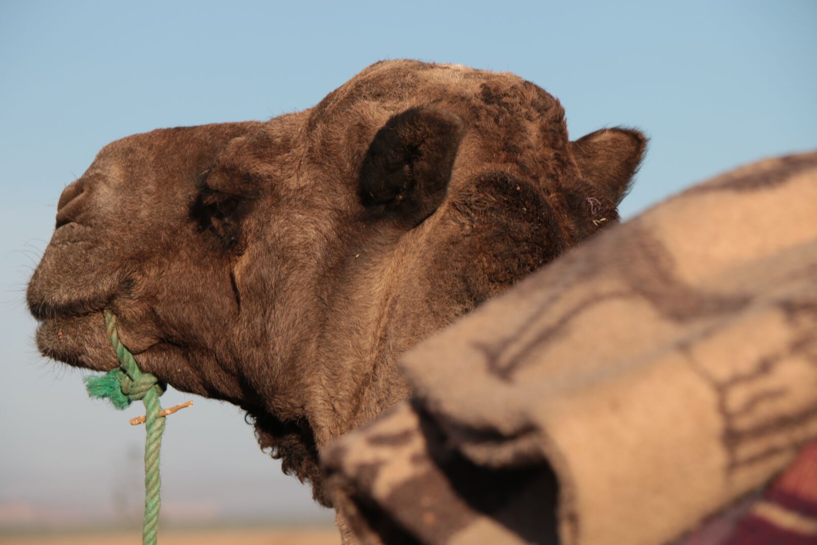 Canon EOS 70D sample photo. Morocco, wilderness, africa photography