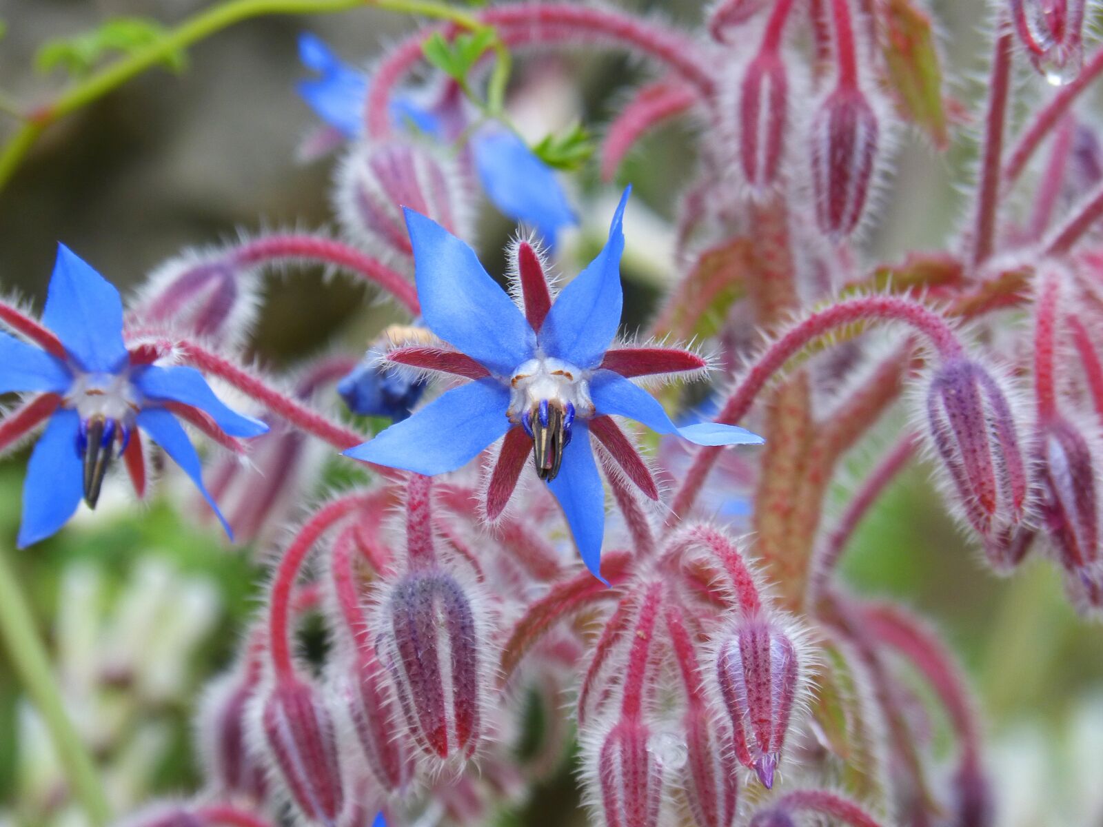 Panasonic DMC-FZ62 sample photo. Borago officinalis, borage, wild photography