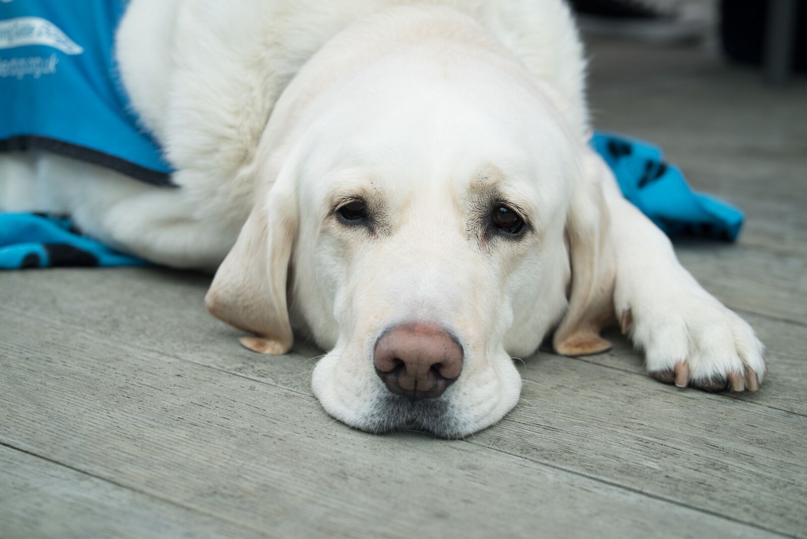 Sony a7S sample photo. Dog, cute, pet photography