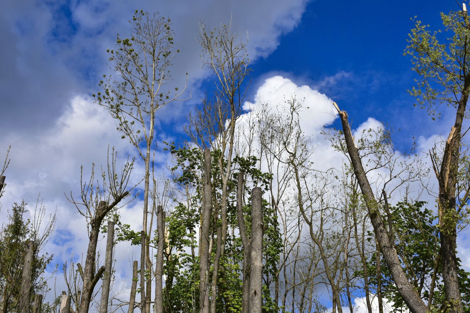 Nikon D7200 sample photo. Trees, forest, forward photography