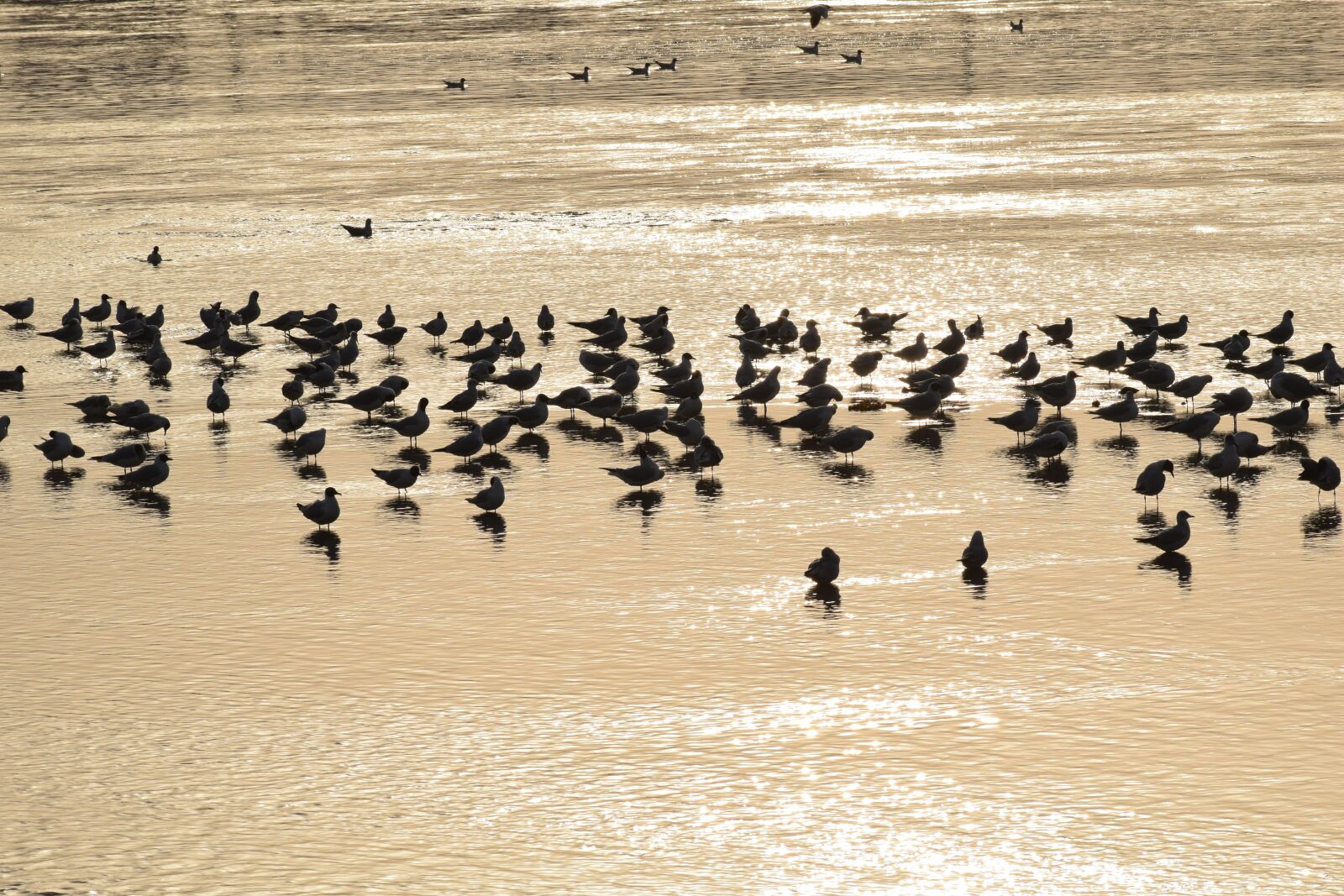 Nikon D3300 sample photo. Birds, flock, animals photography