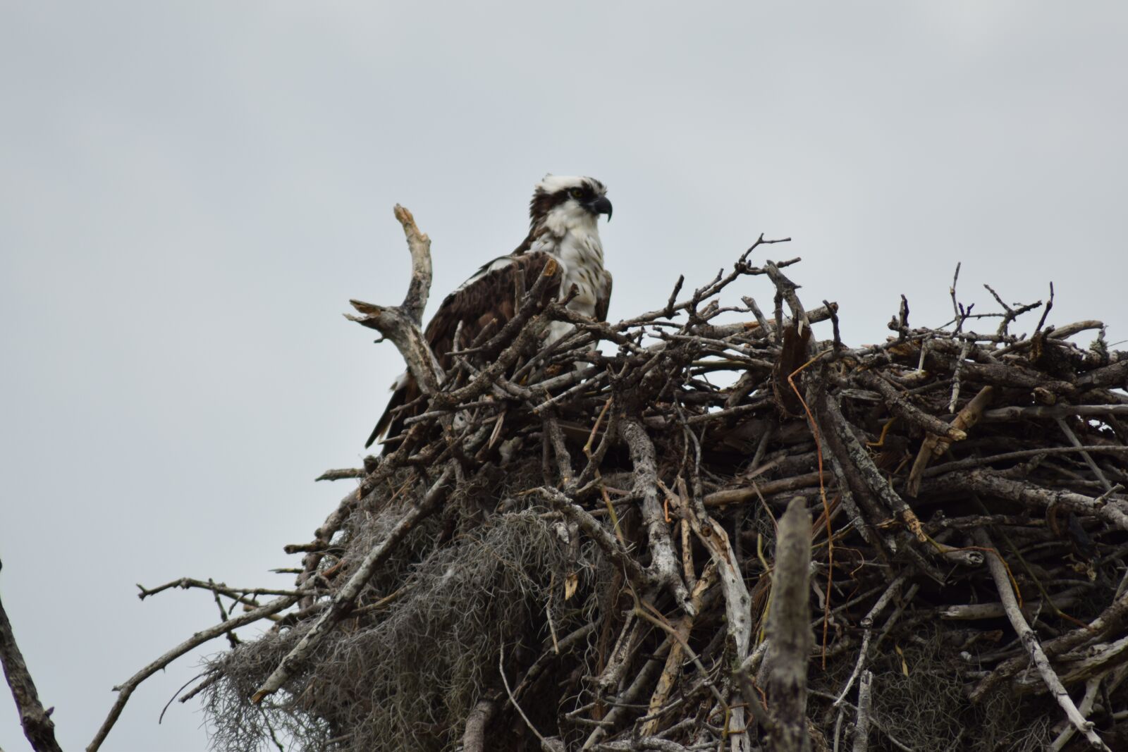 Nikon D5300 sample photo. Everglades, national park, nest photography