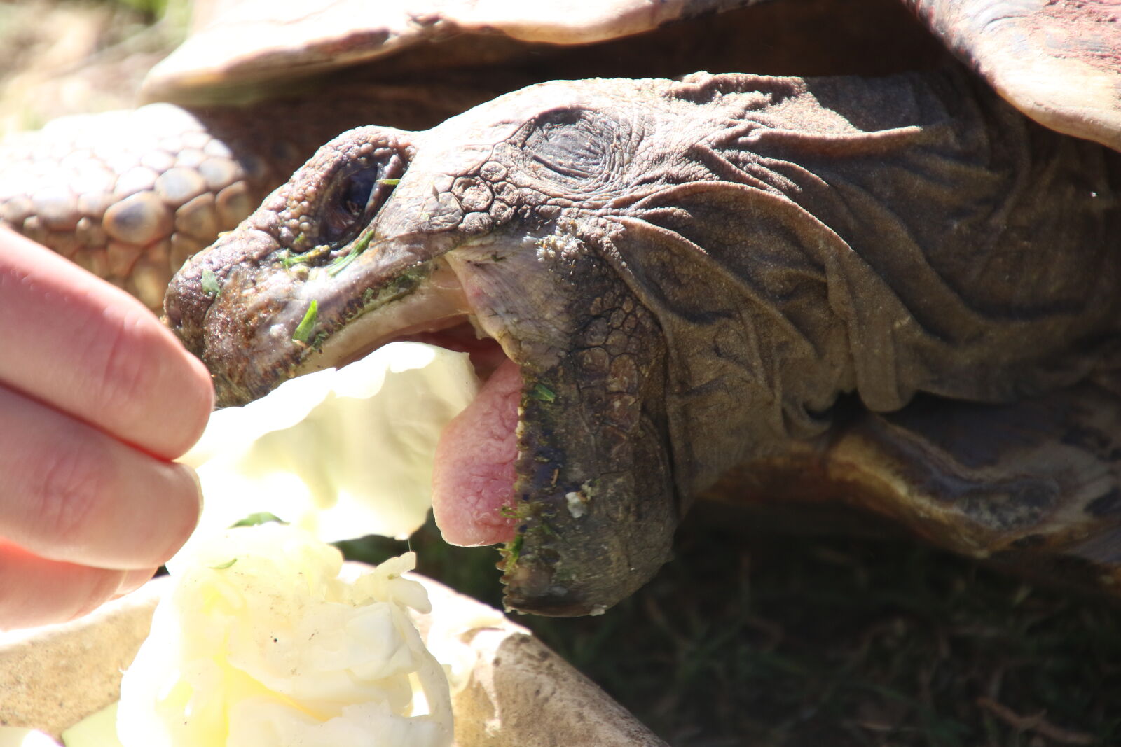 Canon EOS 7D Mark II sample photo. Animal, eat, feed, food photography