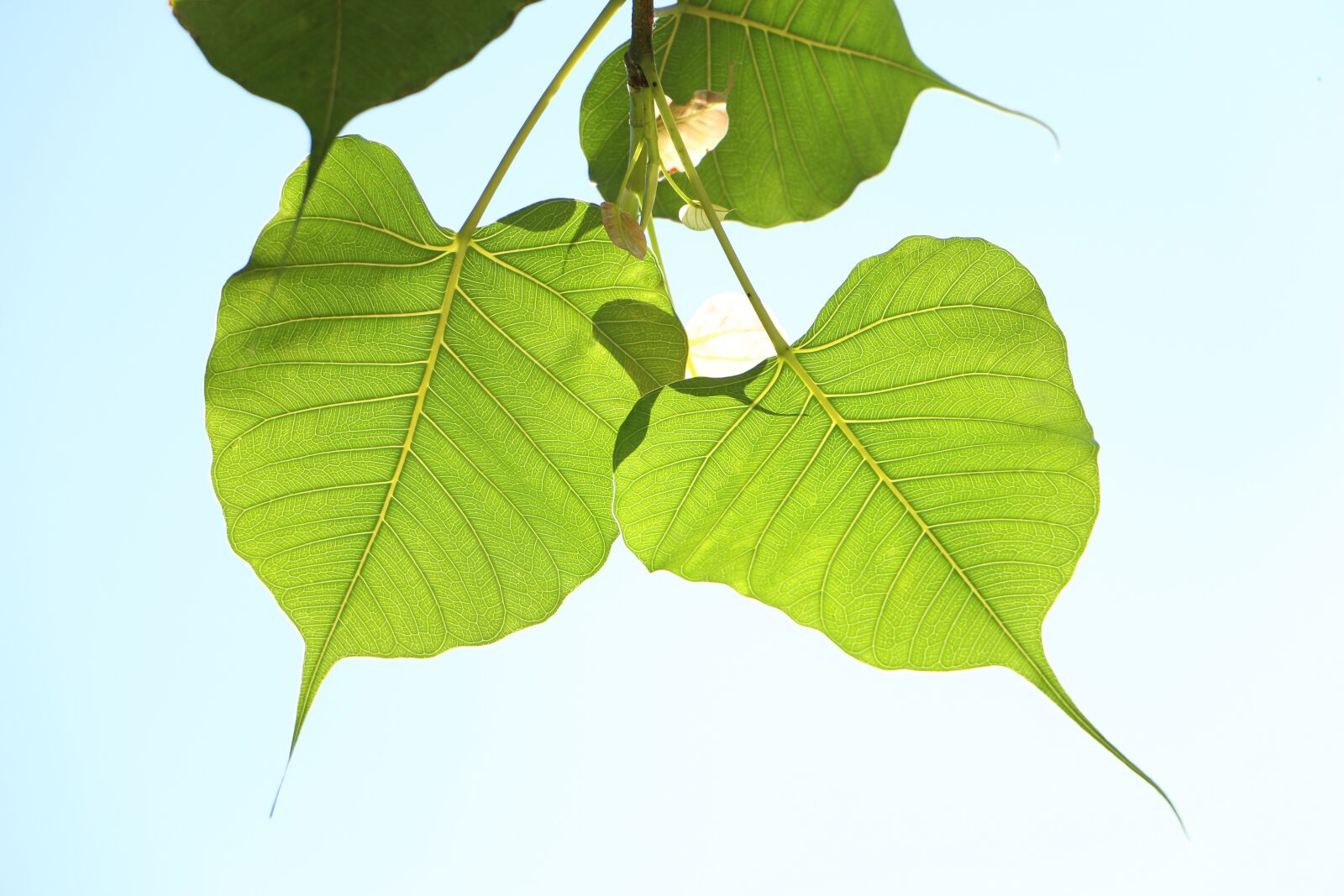 Canon EOS 70D sample photo. Leaf, flora, nature photography
