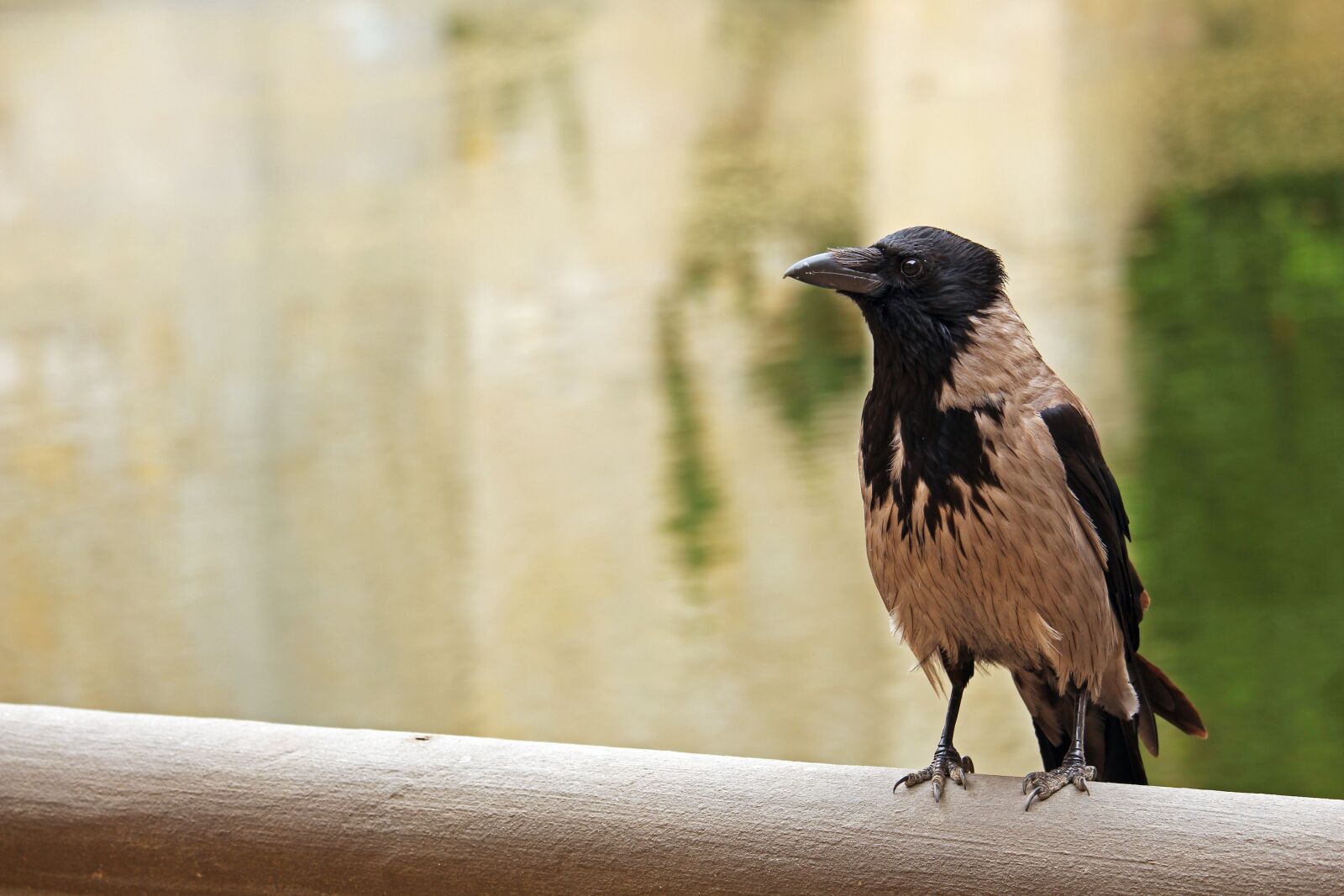Canon EF-S 55-250mm F4-5.6 IS STM sample photo. Crow, bird, raven photography