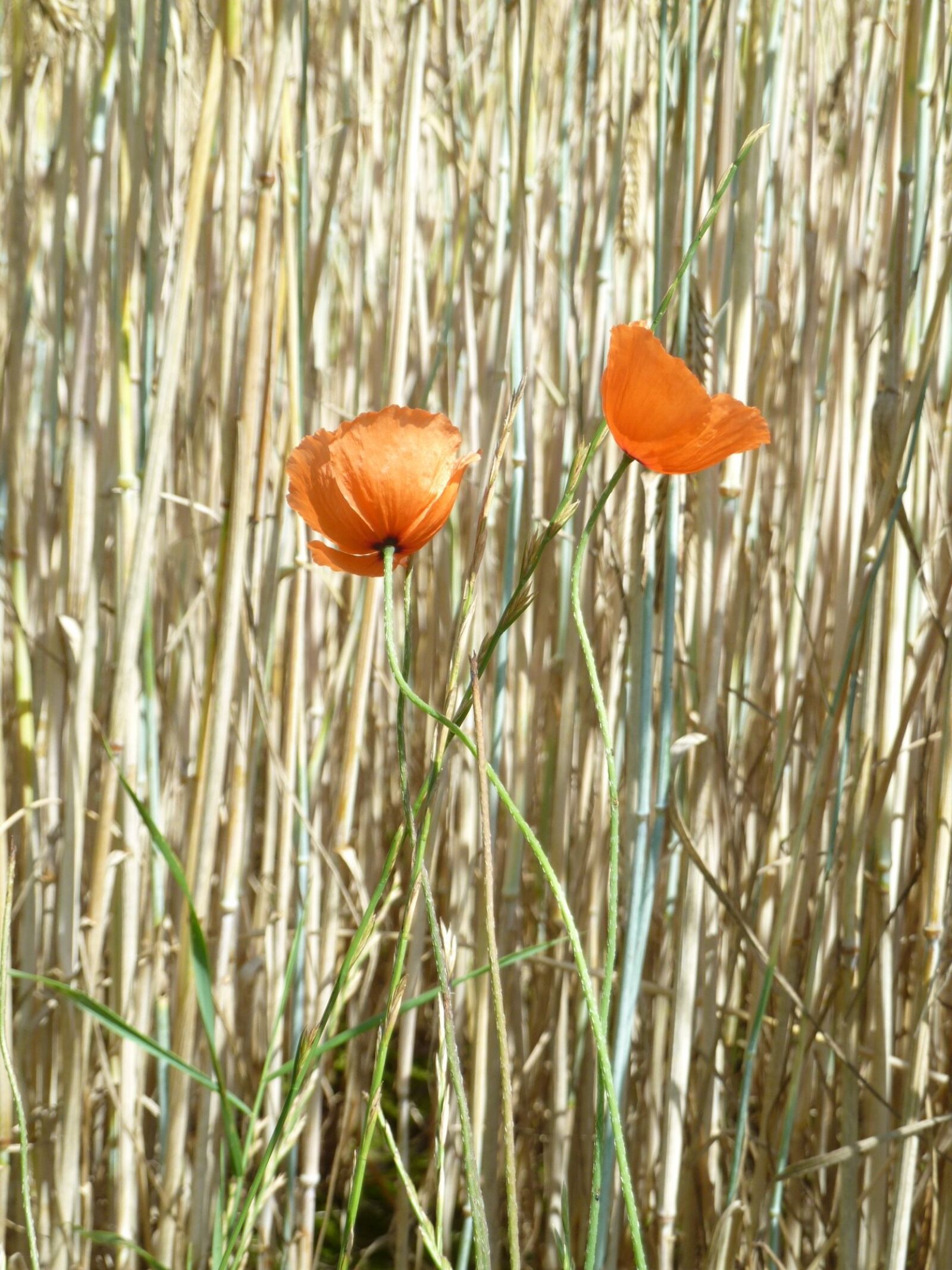 Panasonic Lumix DMC-ZS5 (Lumix DMC-TZ8) sample photo. Sand poppy, poppy, flower photography