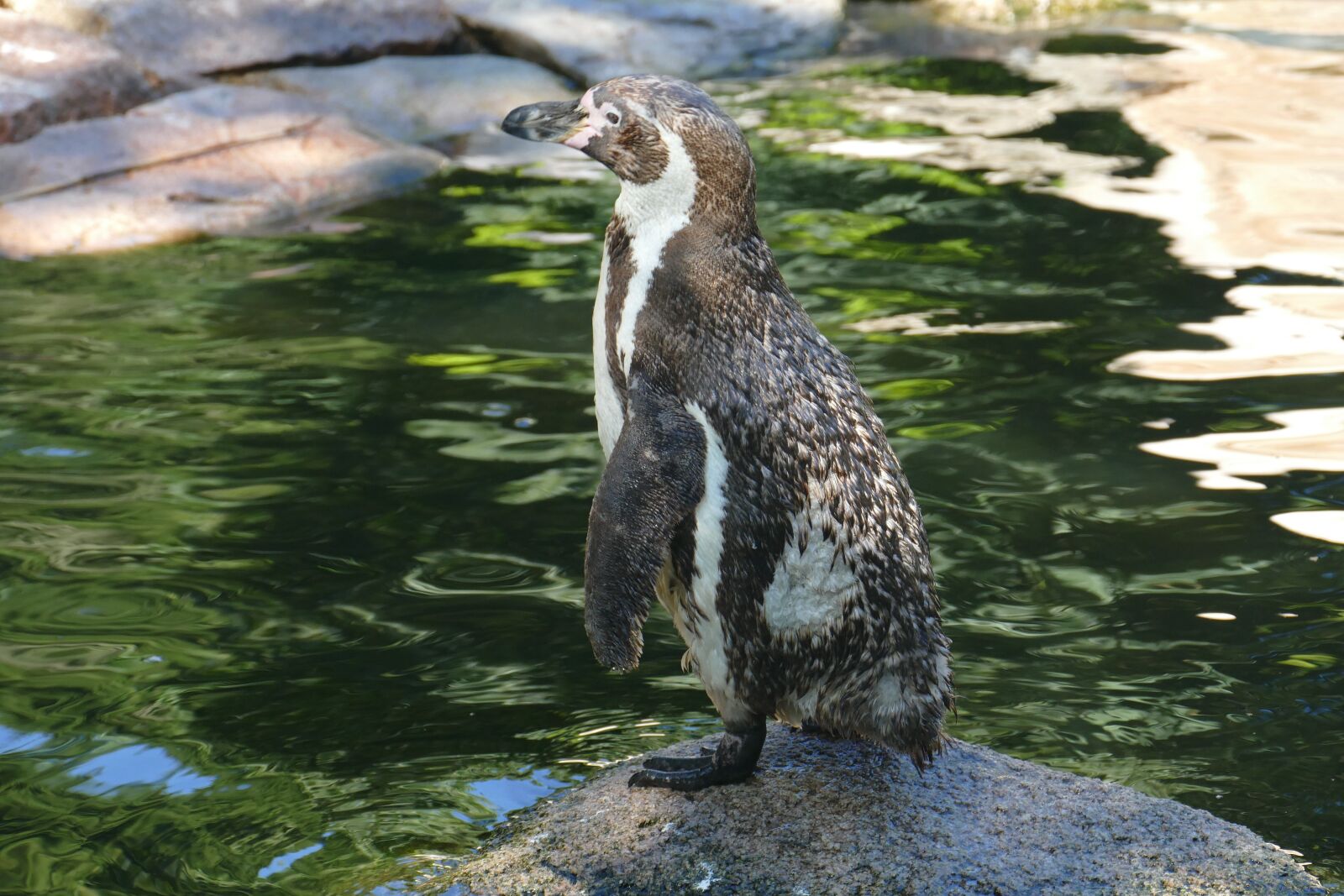 Panasonic Lumix DMC-FZ1000 sample photo. Penguin, animal, bird park photography