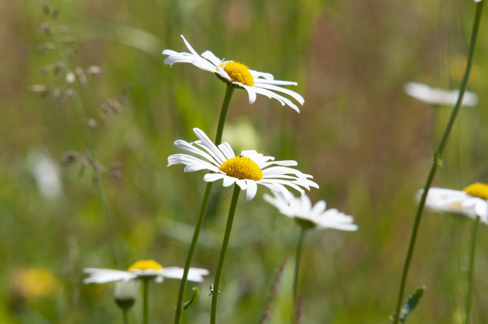 Nikon D300S sample photo. Marguerite, meadow, wildflowers photography