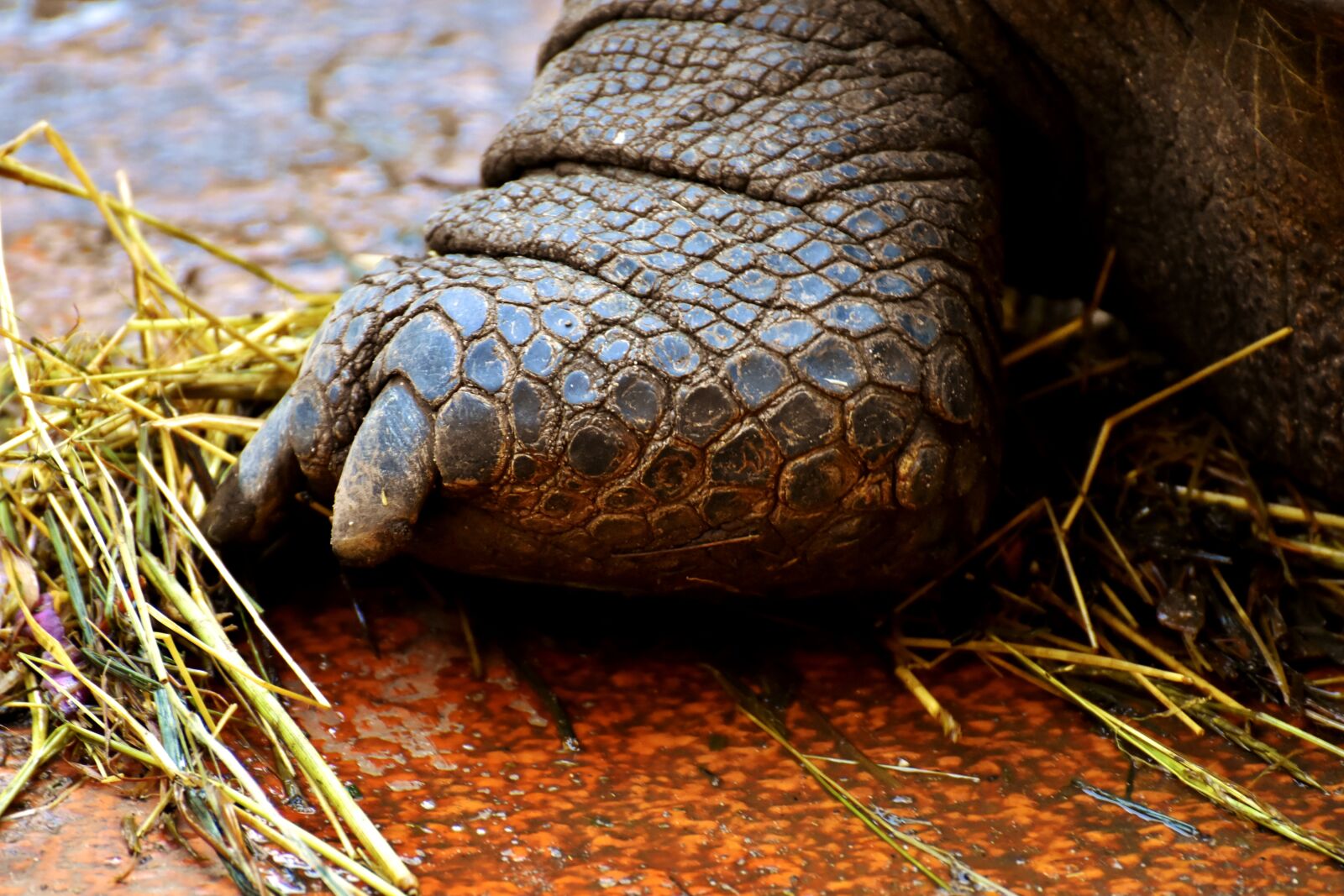 Nikon D7200 sample photo. Giant tortoises, foot, rear photography