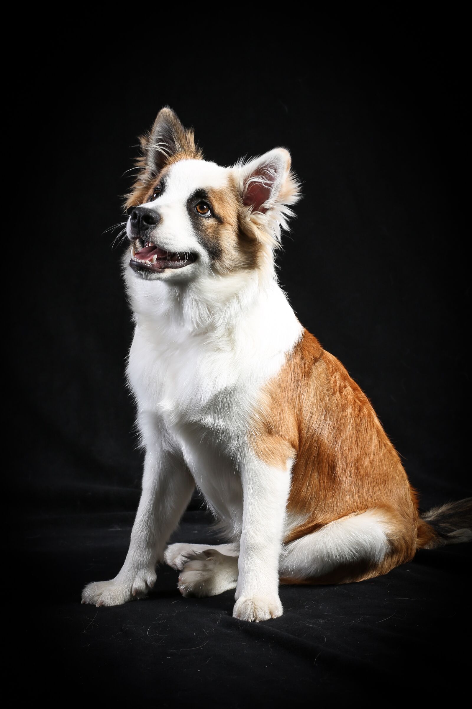 Canon EF 85mm F1.8 USM sample photo. Dog, portrait, animals photography