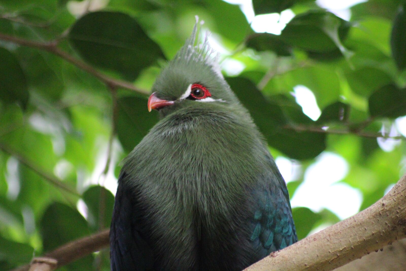Canon EOS 700D (EOS Rebel T5i / EOS Kiss X7i) sample photo. Bird, feather, zoo photography