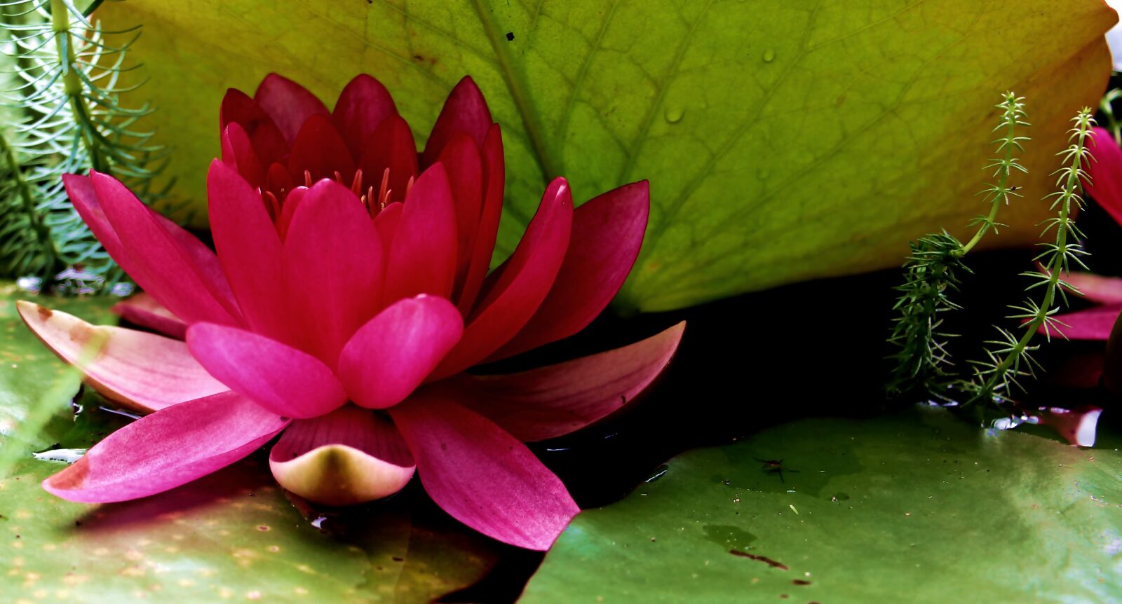 Canon EOS 550D (EOS Rebel T2i / EOS Kiss X4) sample photo. Water lily, nuphar lutea photography