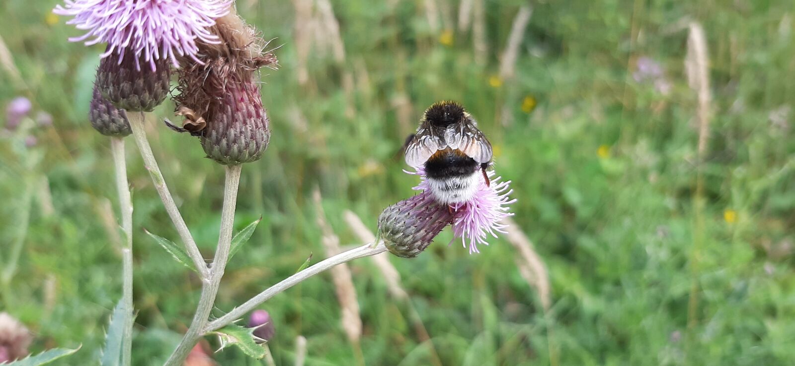 Samsung Galaxy A50 sample photo. Summer, bee, thistle photography