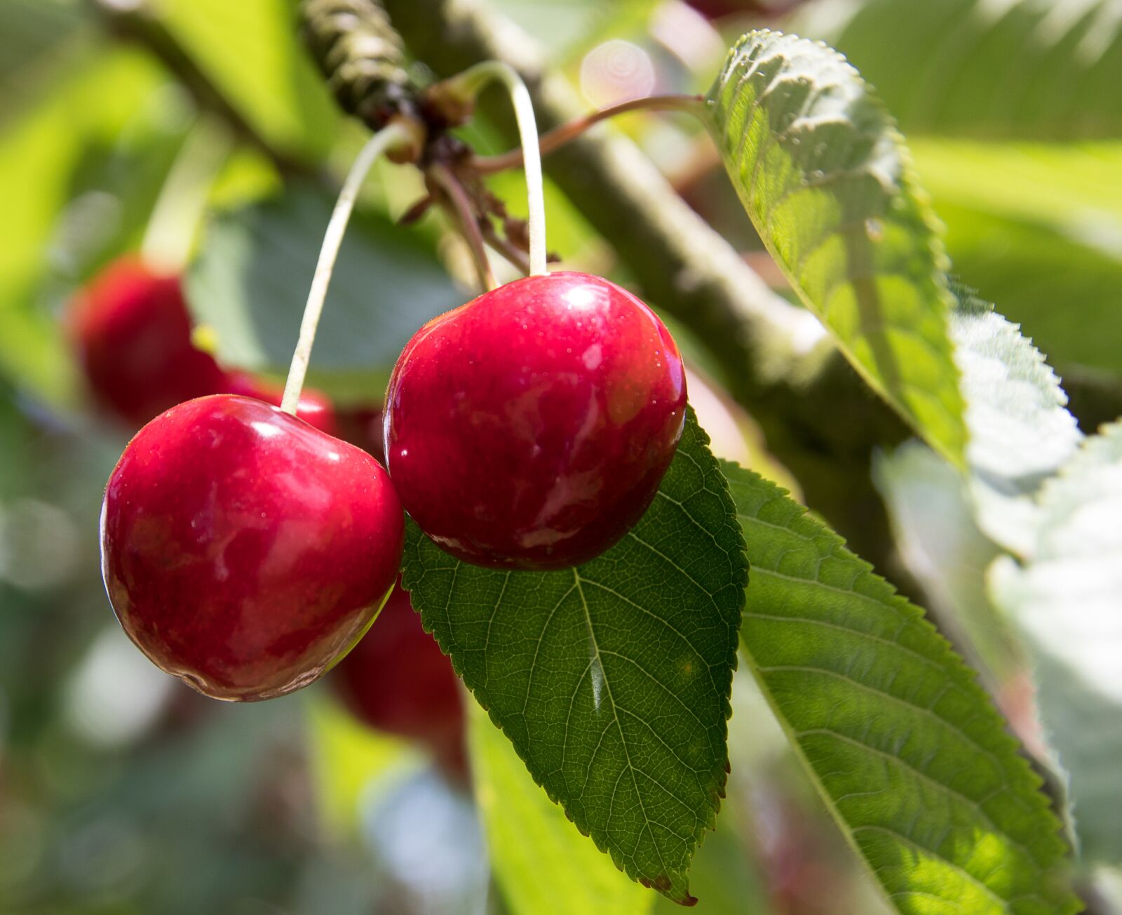 Canon EOS 80D sample photo. Cherries, fruit, fruits photography