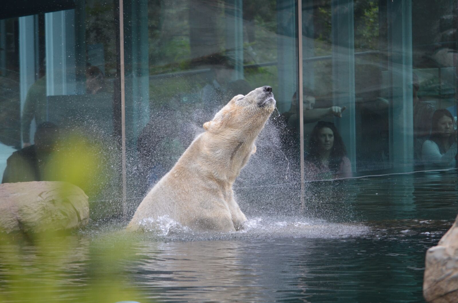 Nikon D5100 sample photo. San diego zoo, polar photography