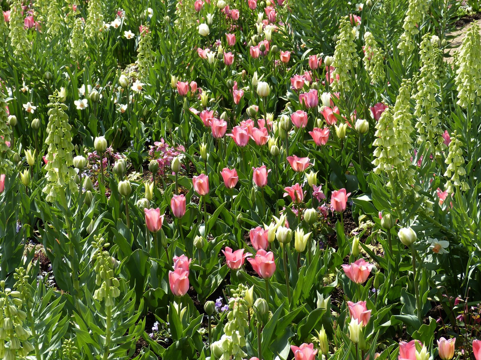 Panasonic Lumix DMC-FZ150 sample photo. Flowers, spring, park photography